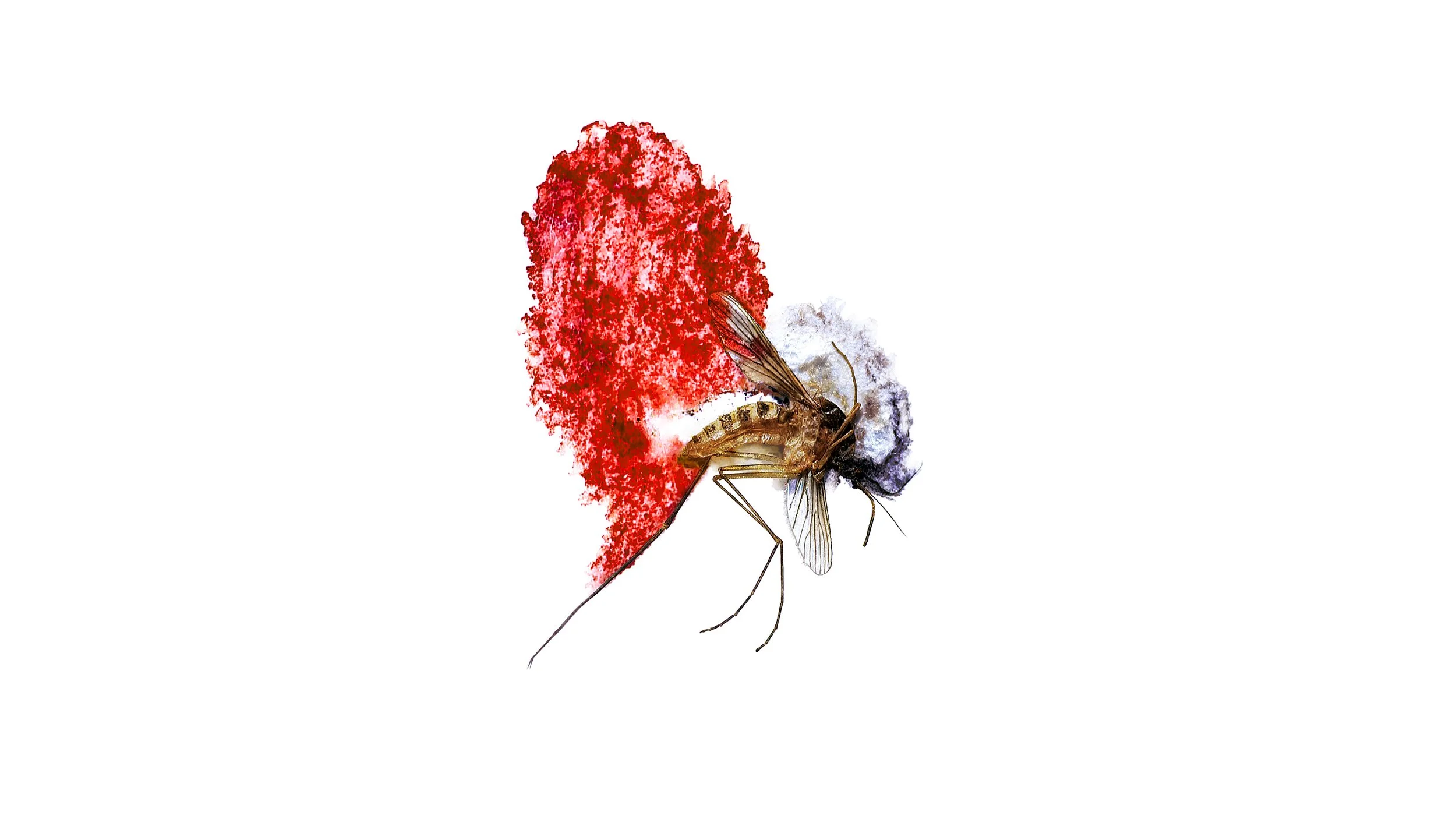 Mosquito.jpg