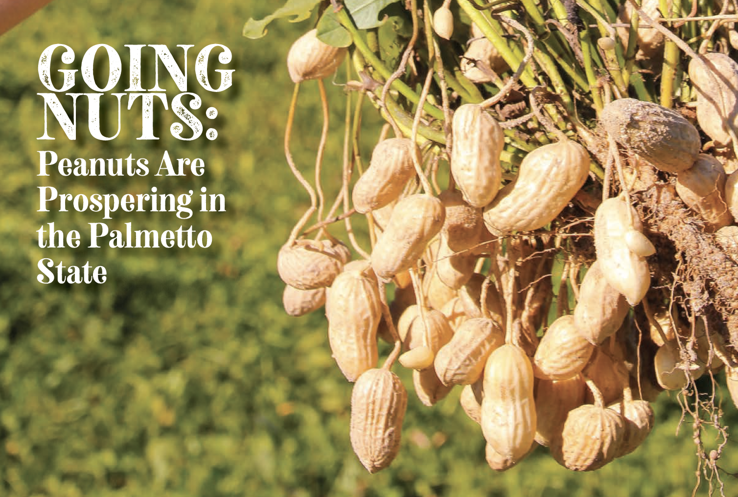 Going Nuts:&nbsp; Peanuts Are Prospering in the Palmetto State