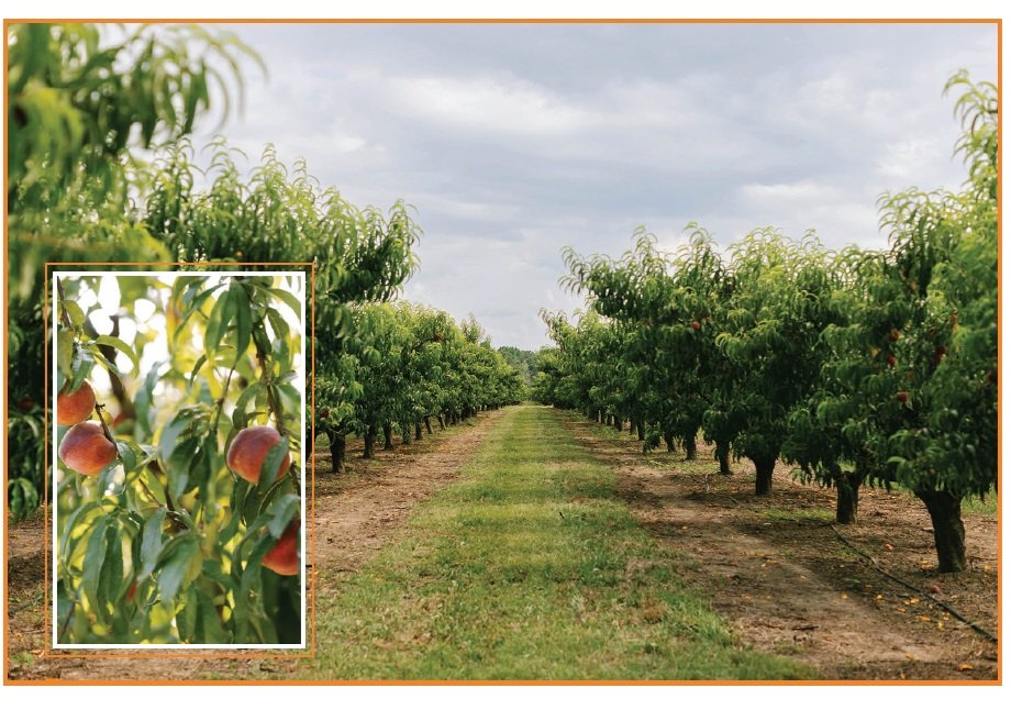 Life’s A Peach: Lane Southern Orchards Opens the Season with an Early Harvest
