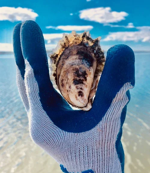 Women on the Water: Five Oyster Farmers along the Southern Coast
