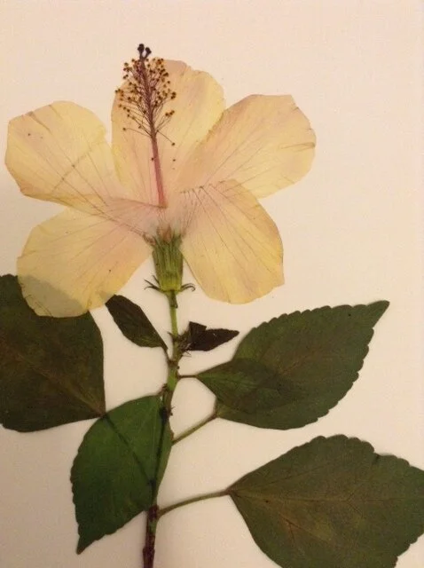 Hibiscus flower
