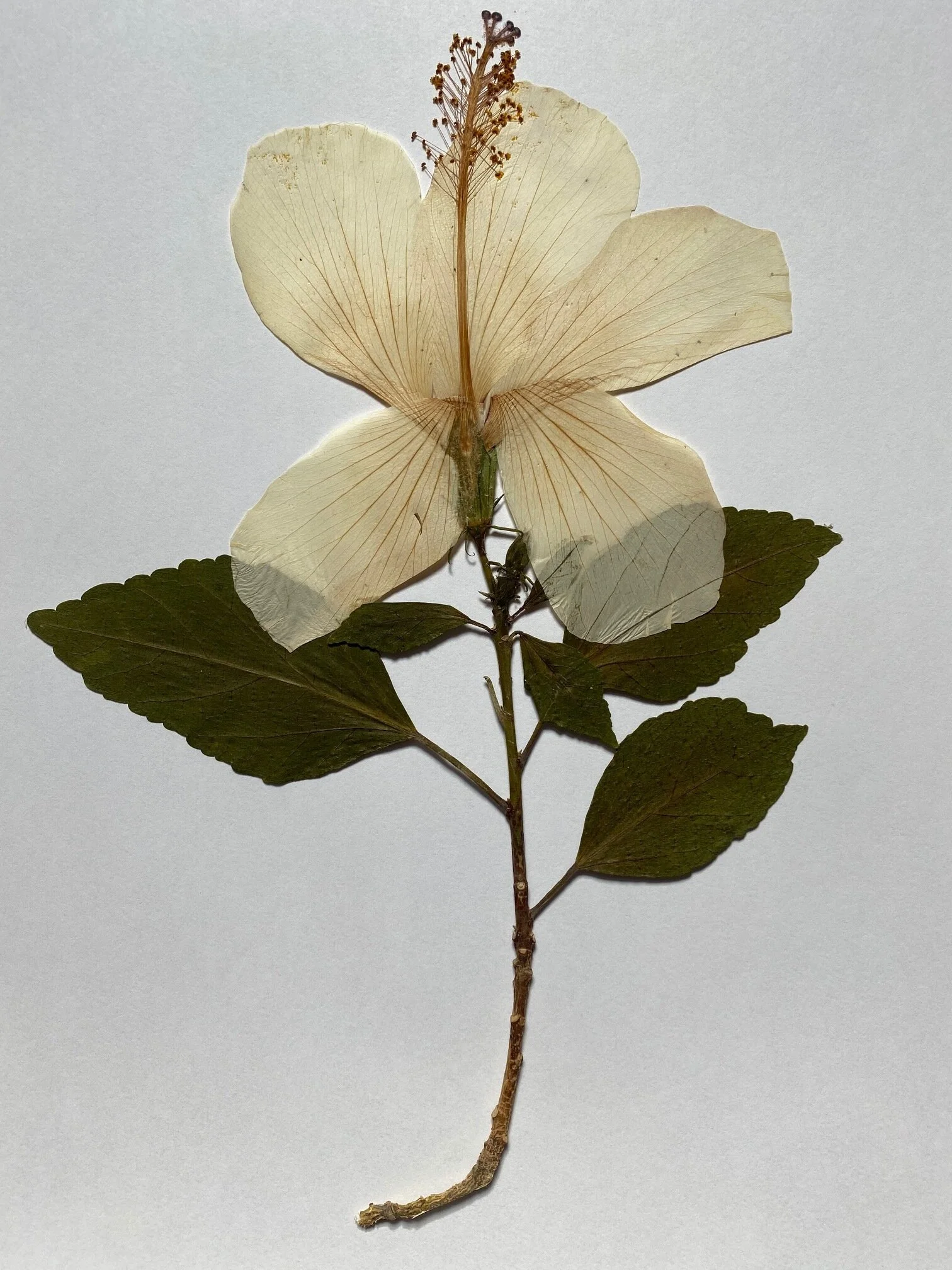 Hibiscus flower