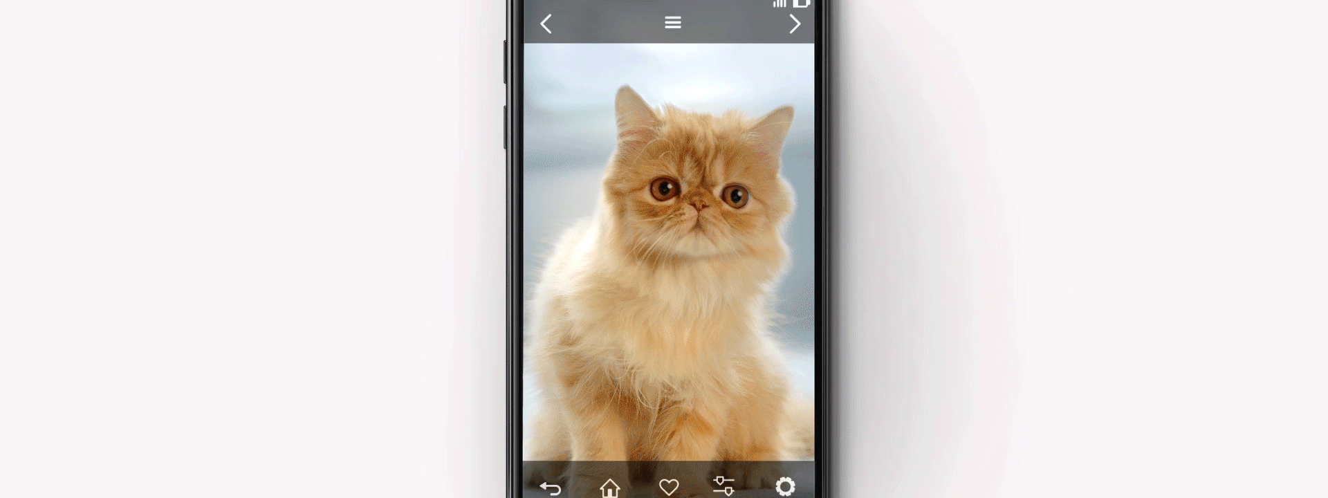 gato.gif