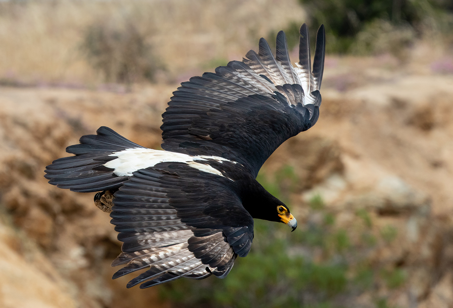 Predator Watch – Verreaux's (Black) Eagle — Mark Booysen Photography
