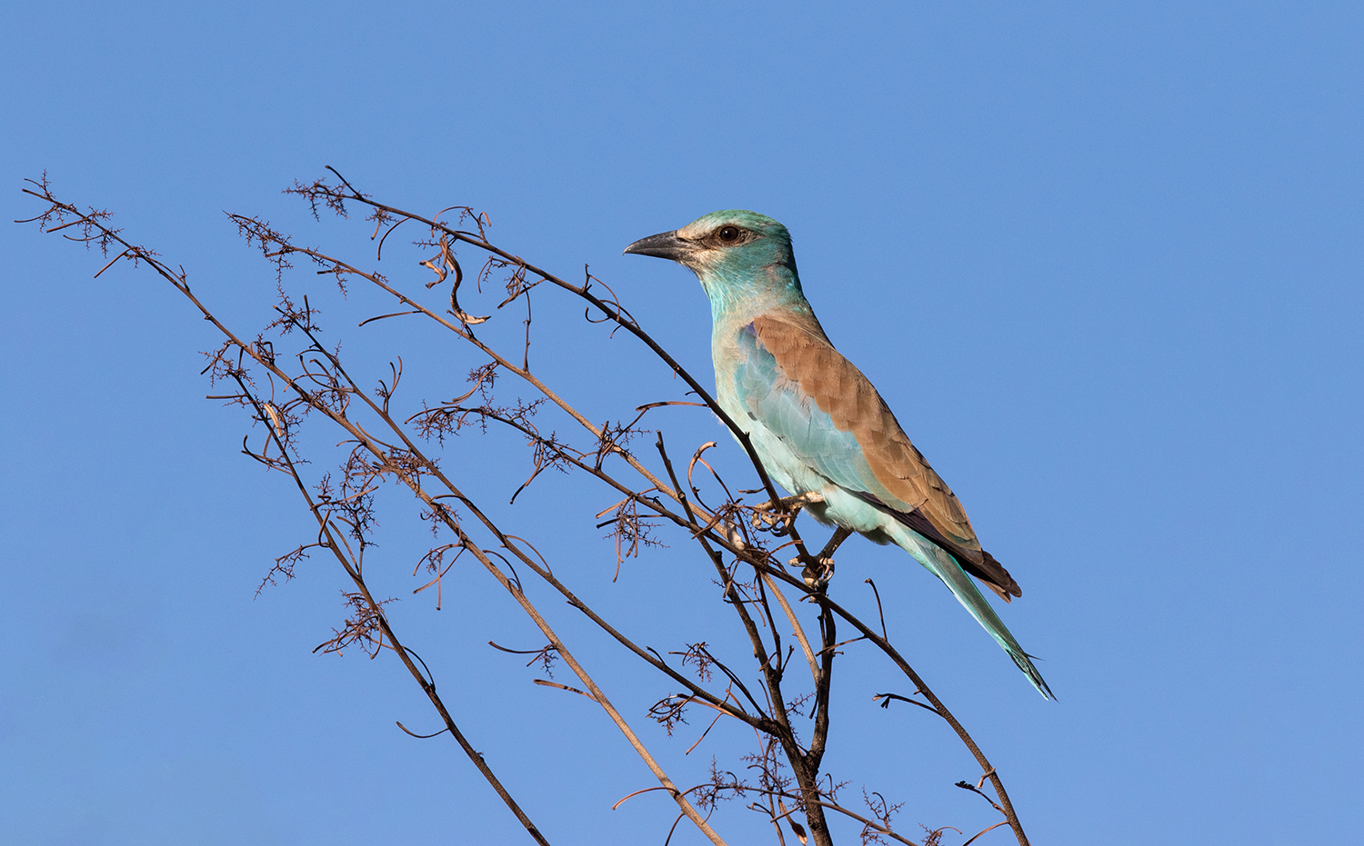 European Roller - Pilanesberg National Park, North West