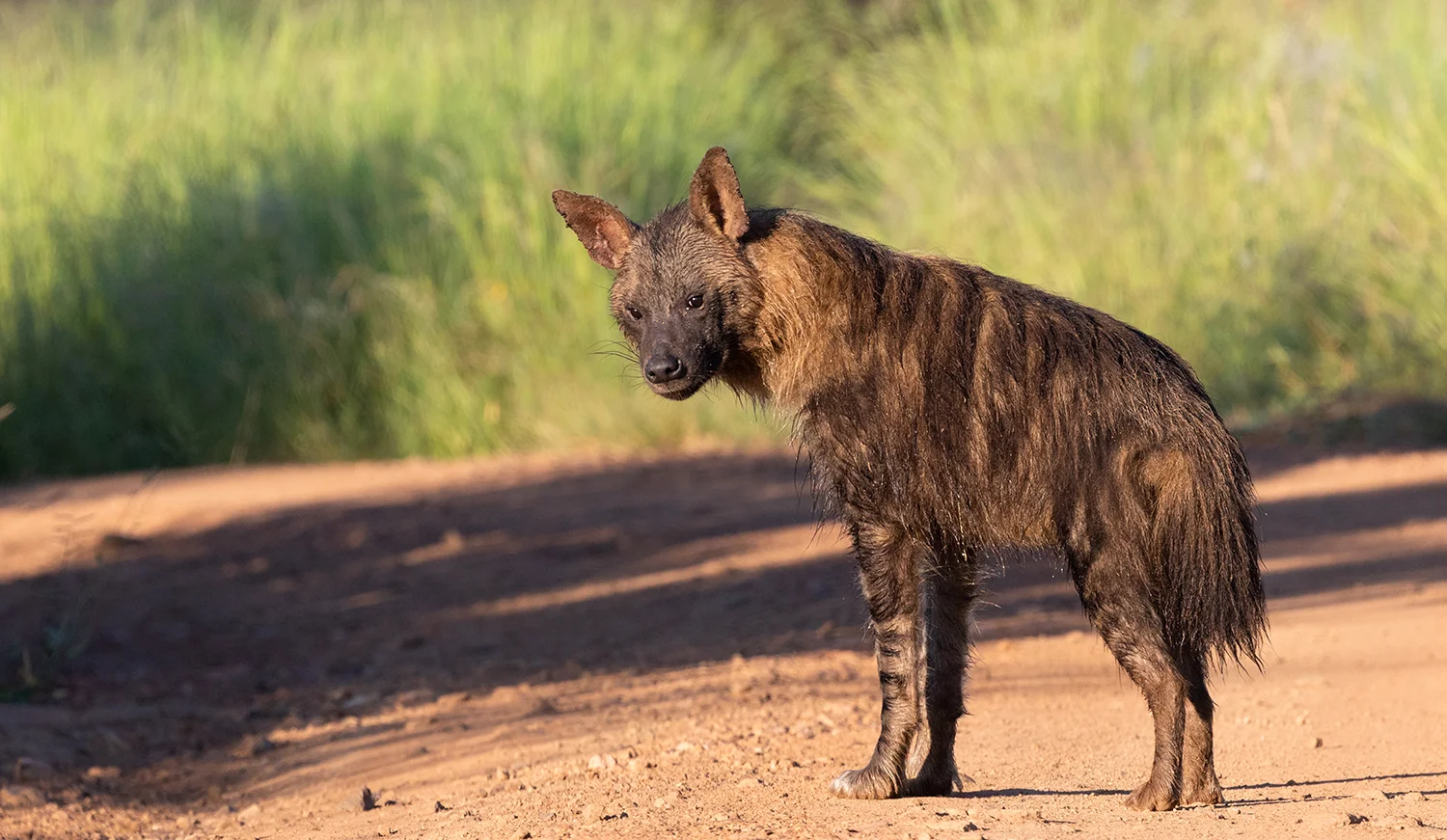 Brown Hyena - Pilanesberg National Park, North West