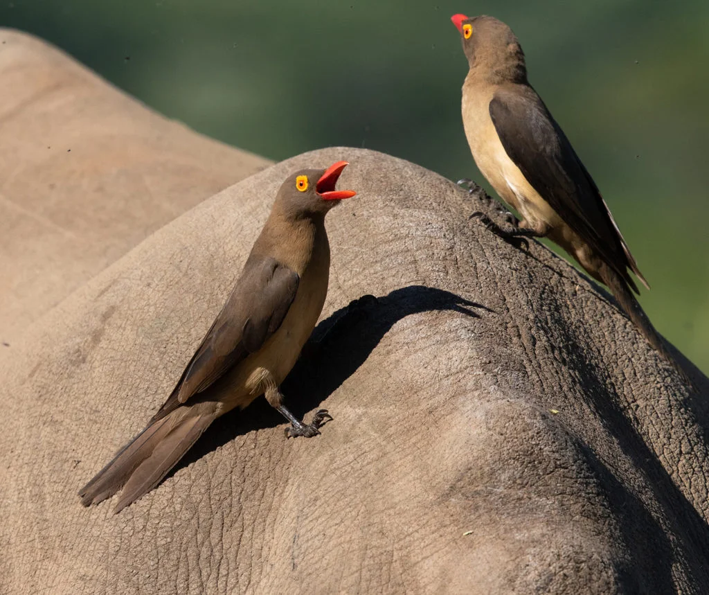 Red-billed-Oxpecker-1024x859.jpg