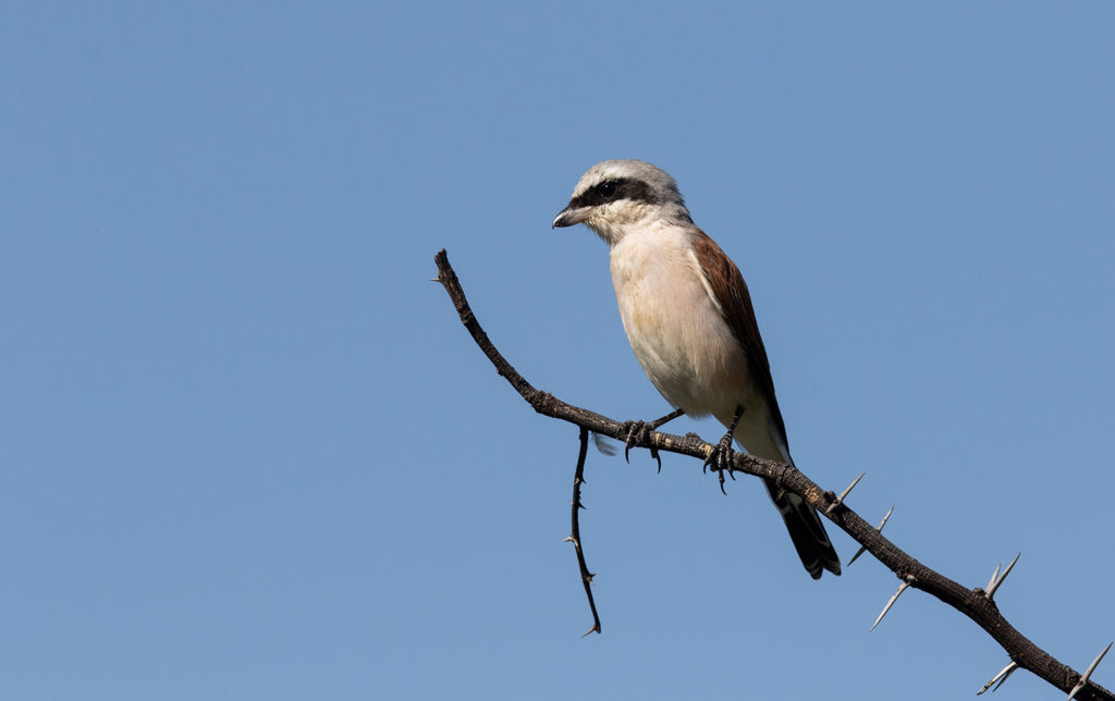 Red-backed-Shrike-1024x644.jpg