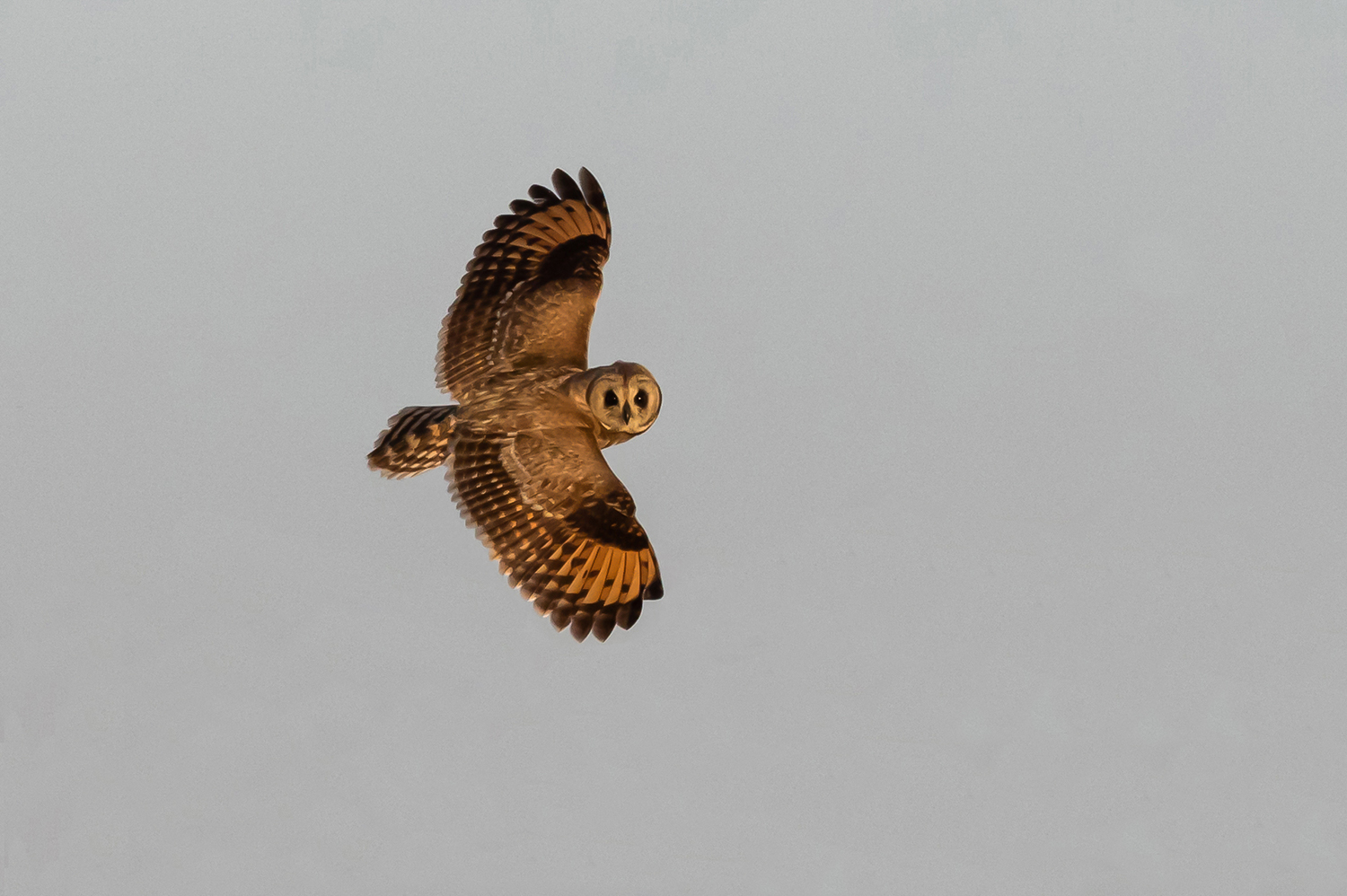 Marsh Owl.jpg