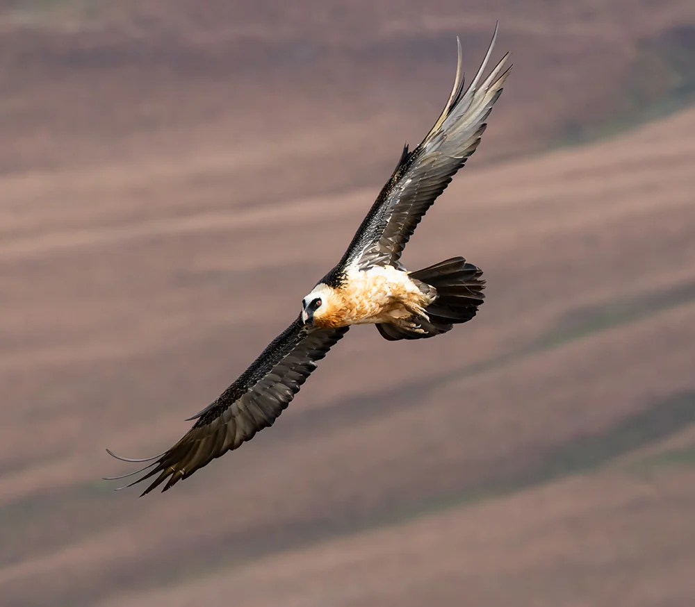 Adult Bearded Vulture - Giants Castle, Drakensberg