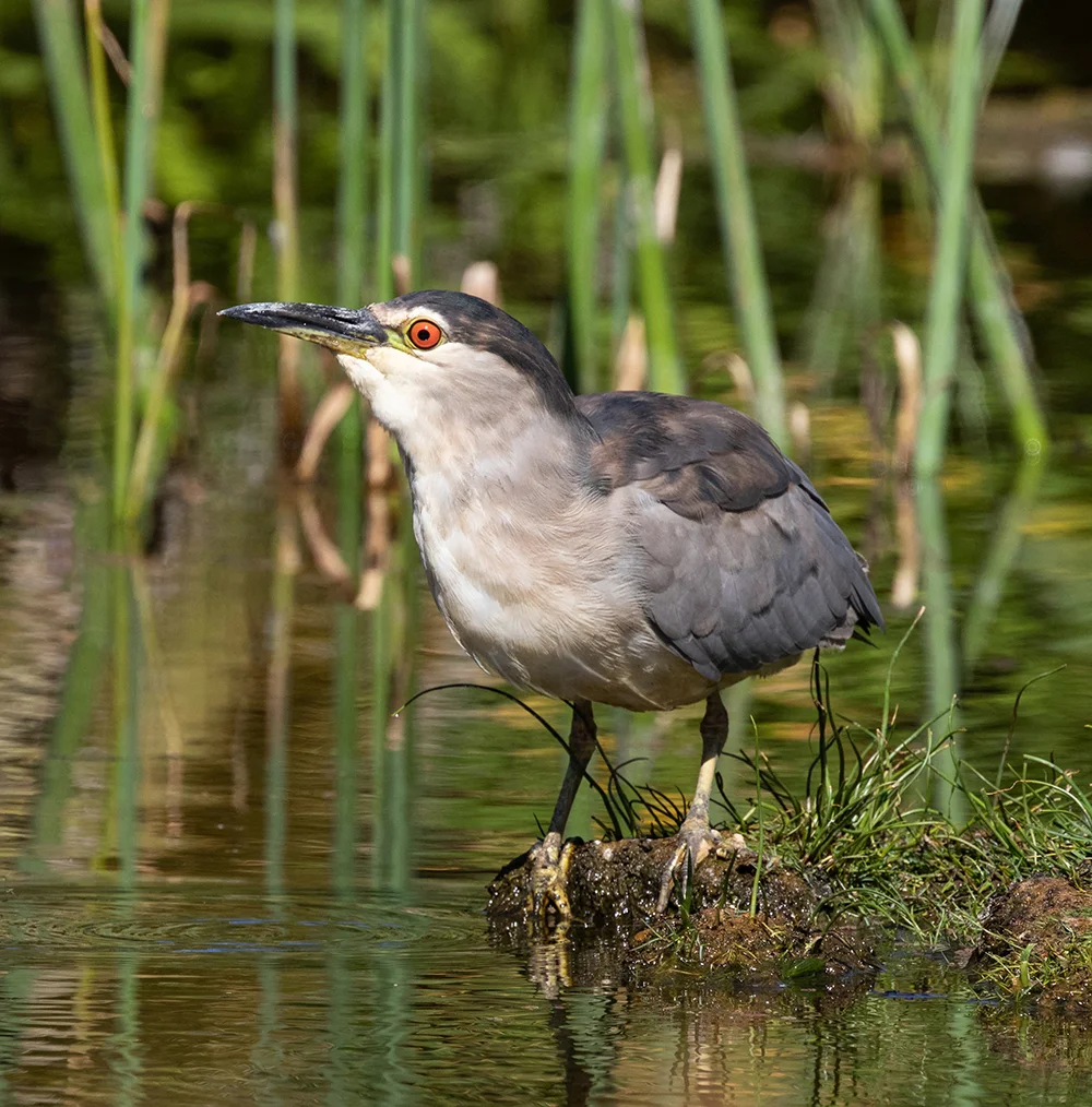 Night Heron - Intaka Island, Cape Town