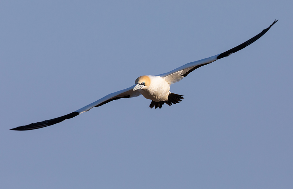 Gannet.jpg