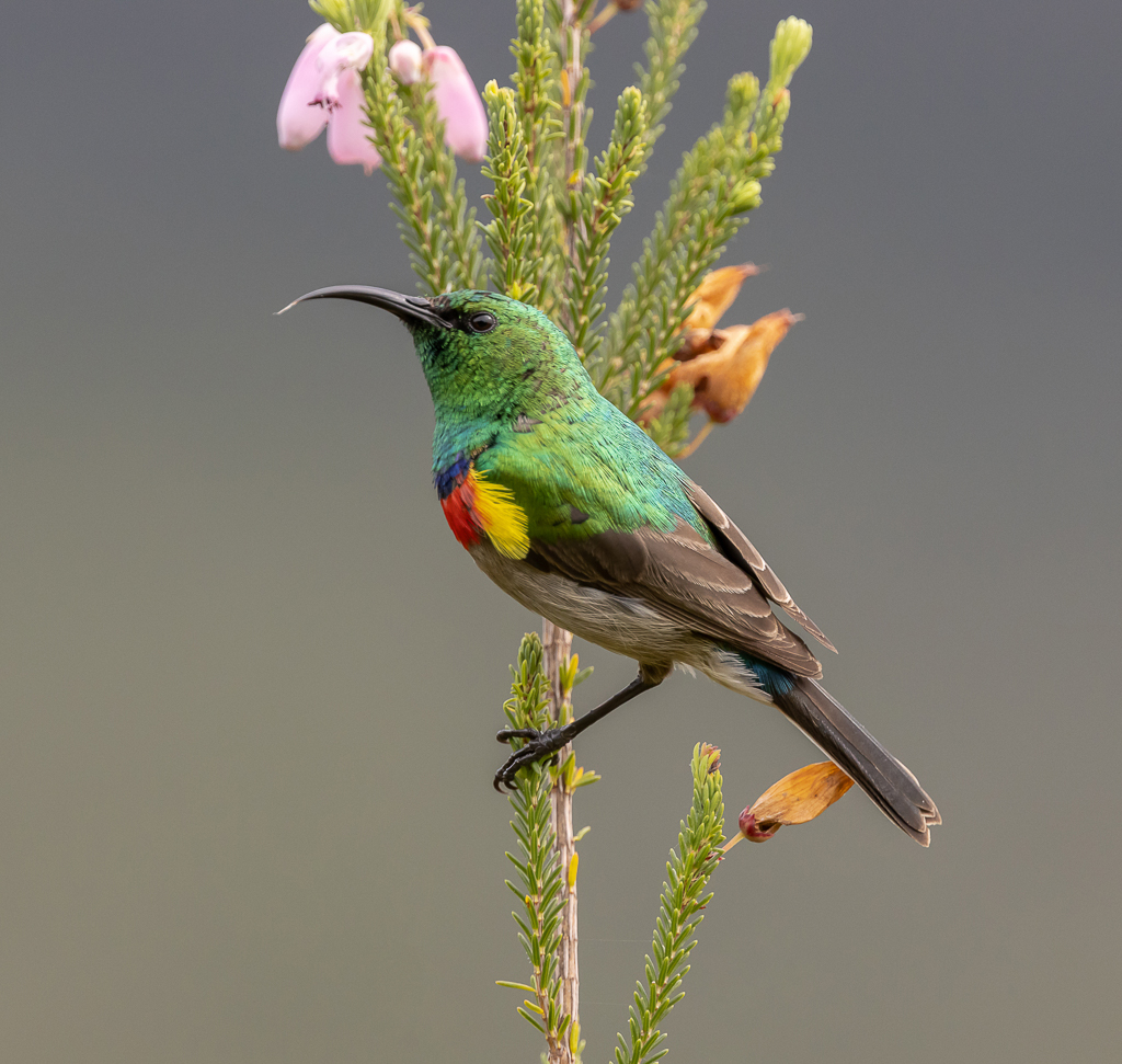 Double-collared Sunbird-2.jpg