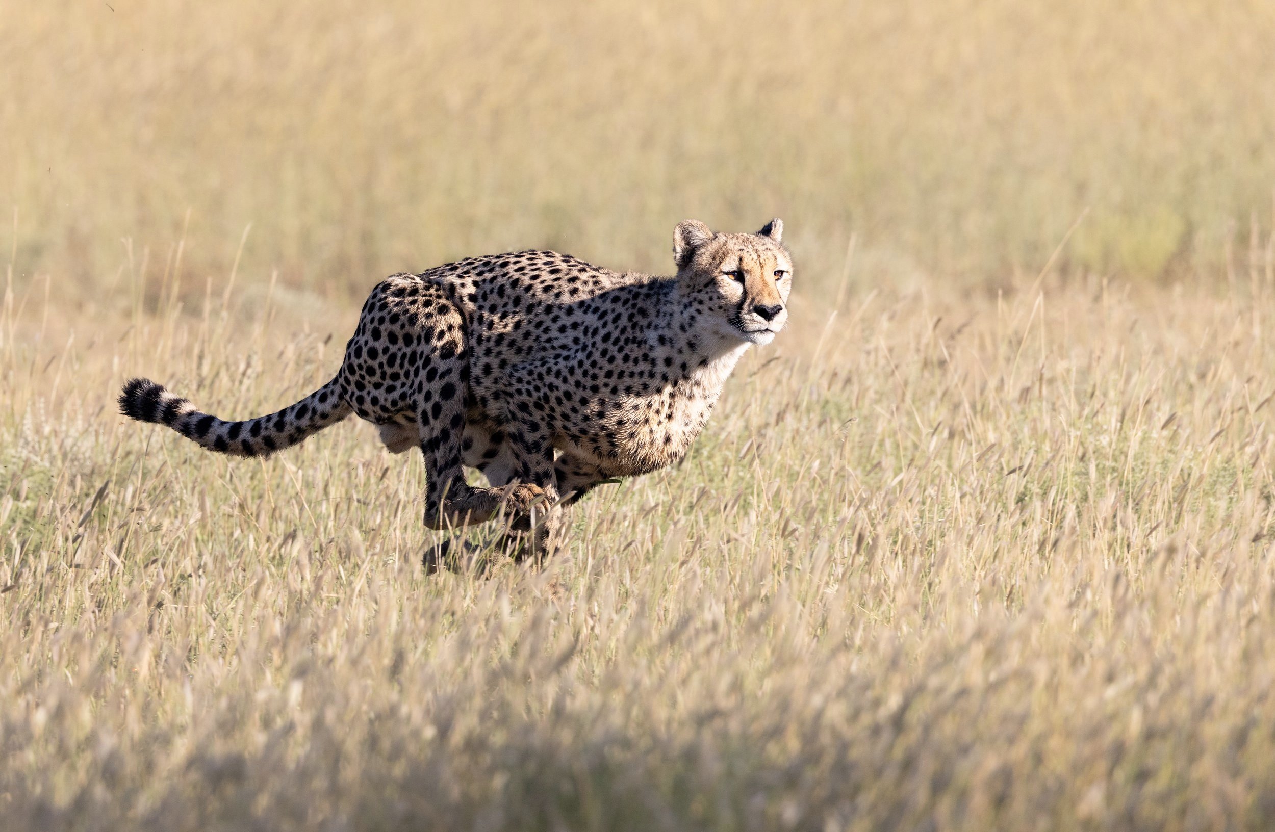 Male Cheetah Hunting - Kgalagadi Transfrontier Park