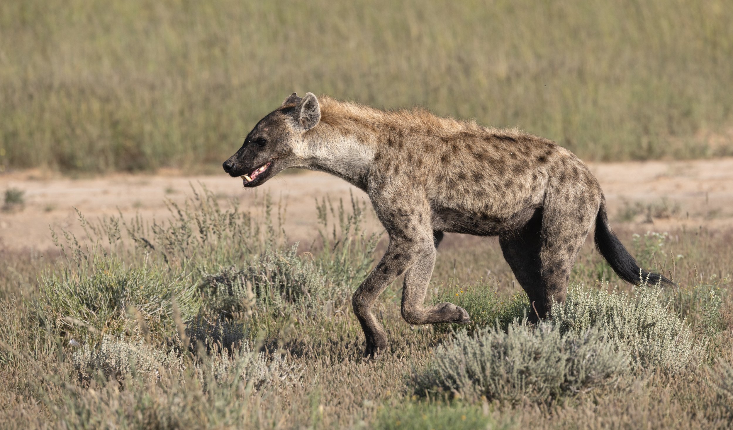 Spotted Hyena Run By - Kgalagadi Transfrontier Park