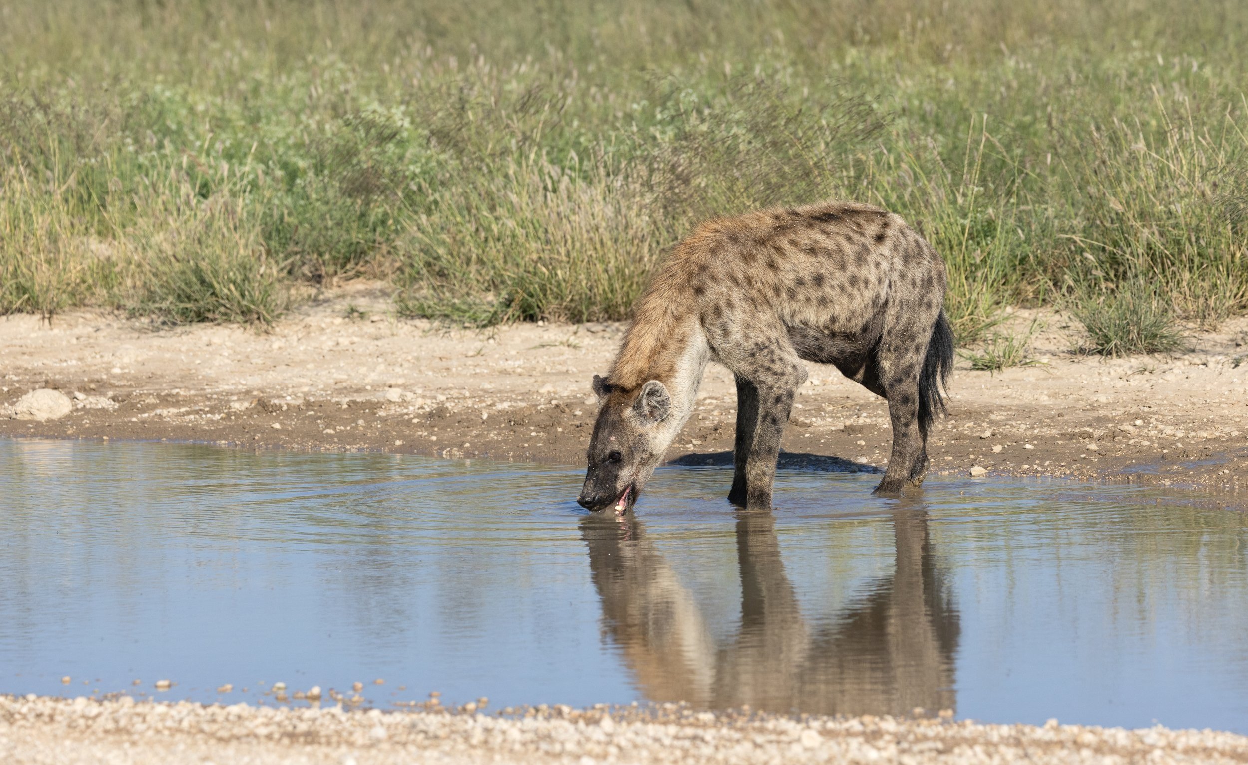 Spotted Hyena Drinking - Kgalagadi Transfrontier Park