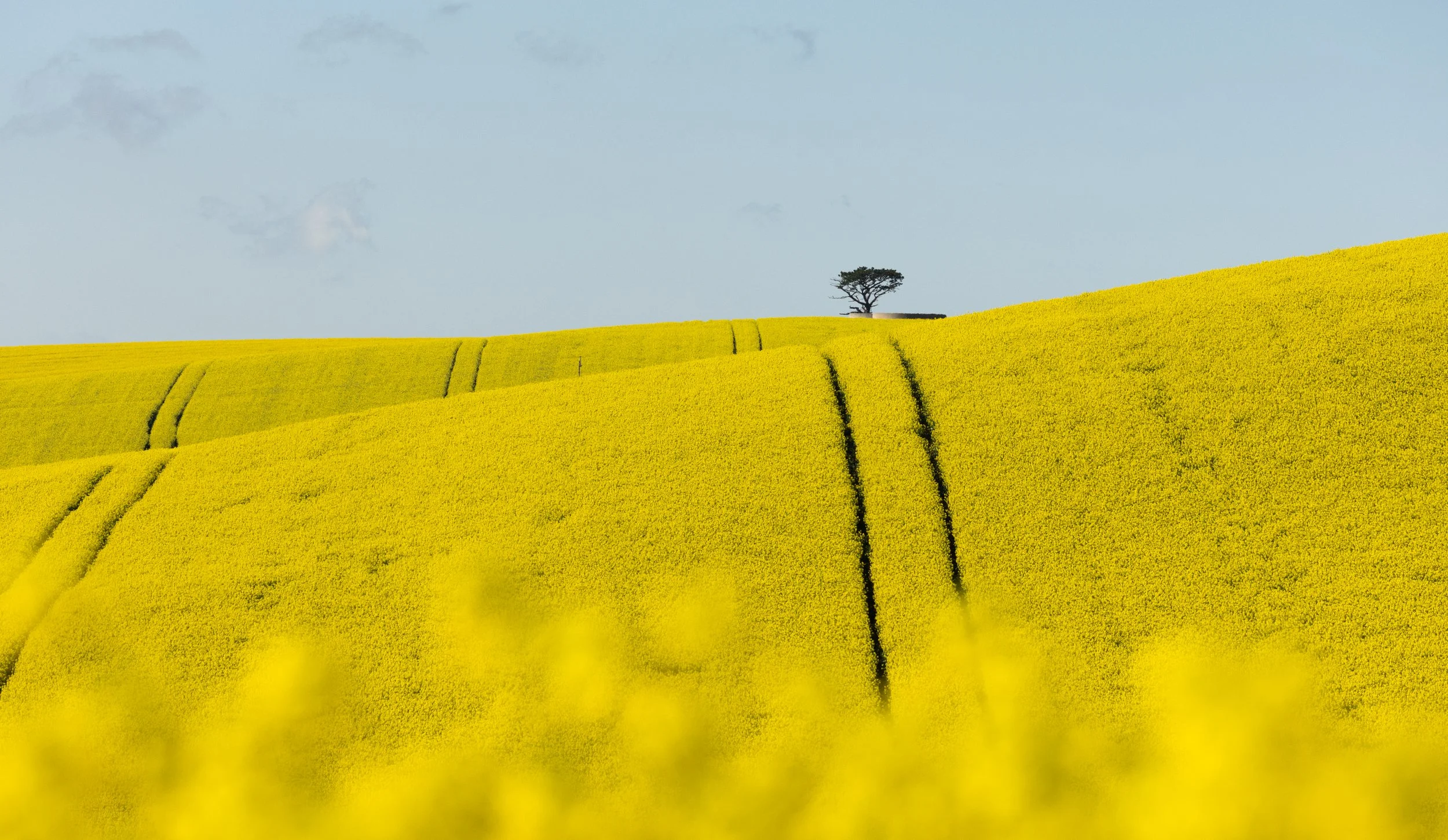 Canola Fields - Overberg Region, South Africa