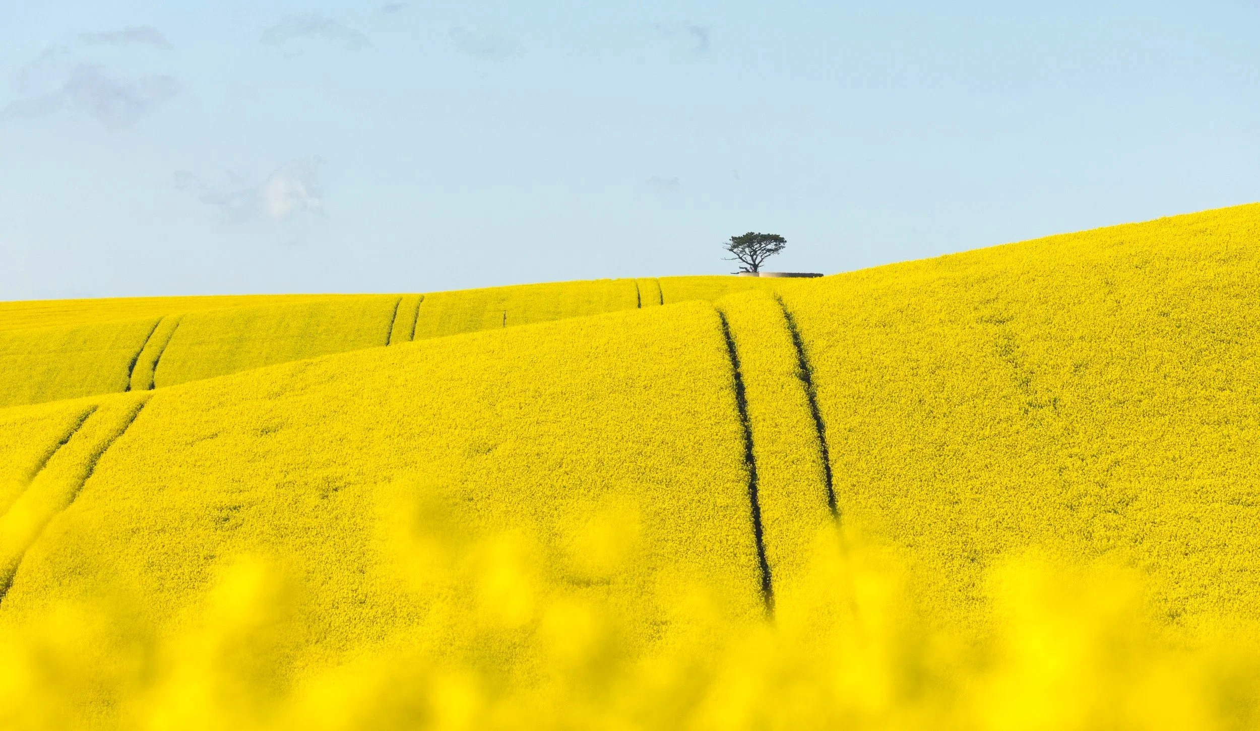 Canola Fields - Overberg Region, South Africa