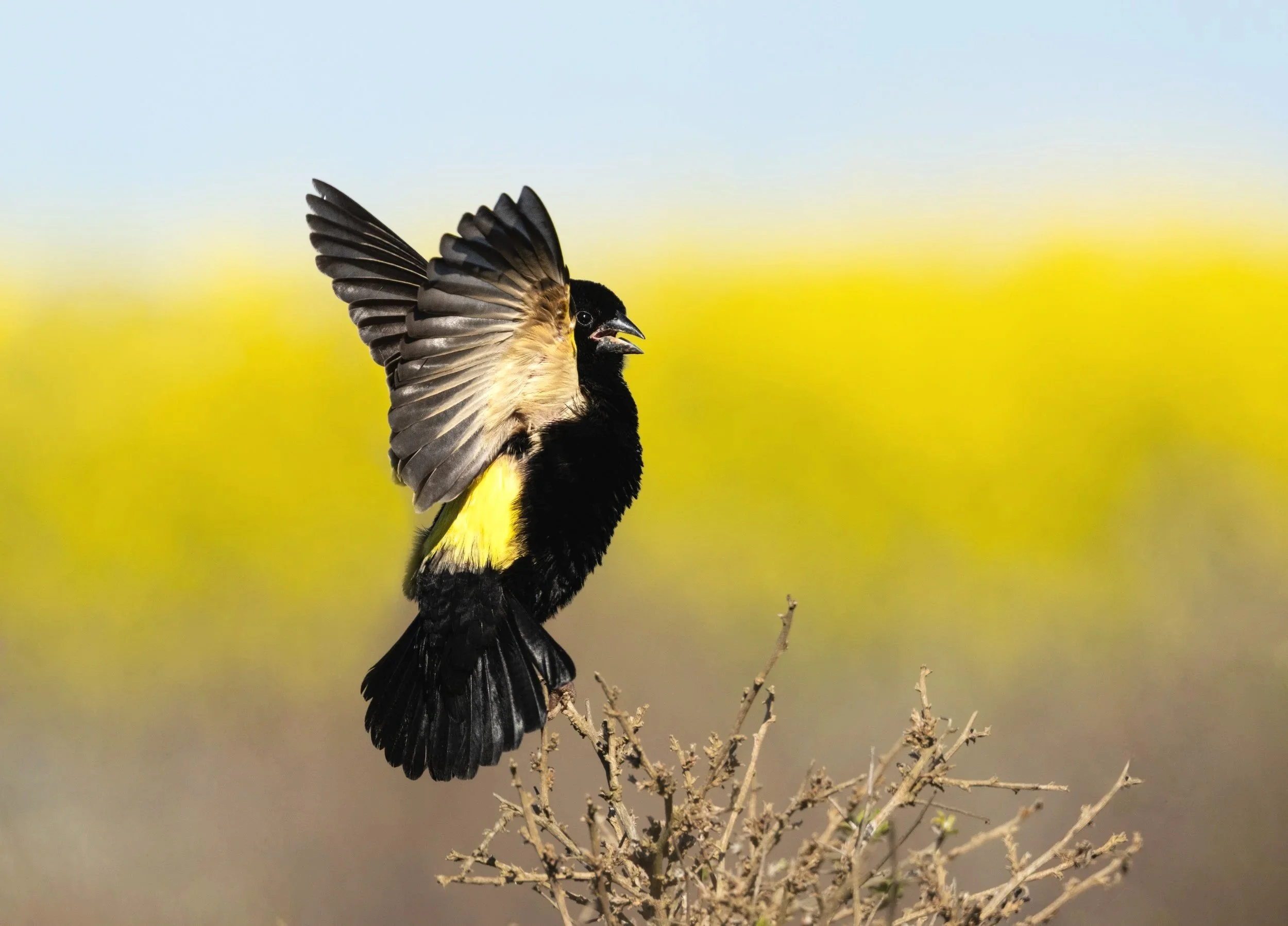 Male Yellow Bishop displaying for a female - Caledon, South Africa