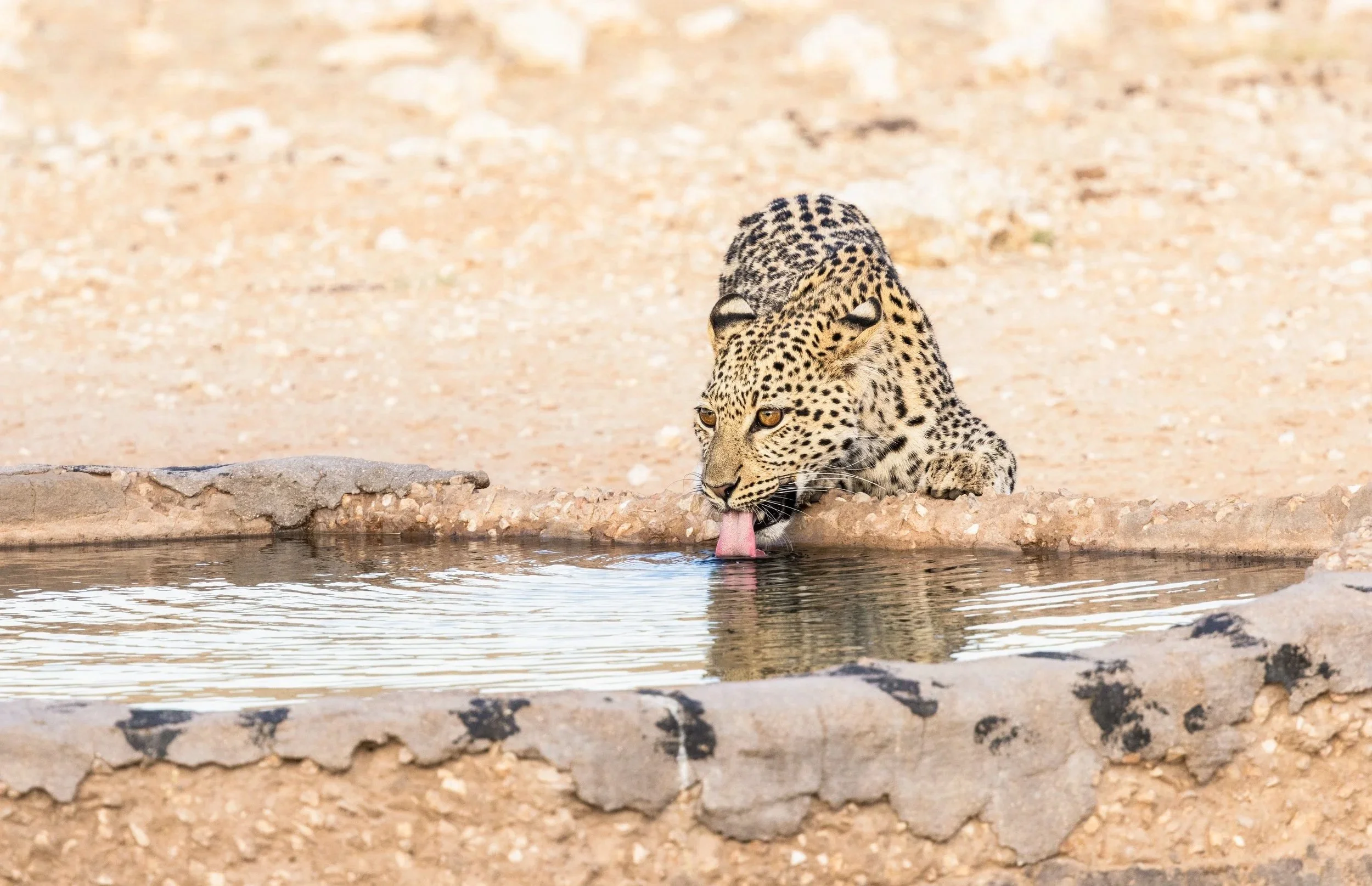 Female Leopard - Kgalagadi Transfrontier Park