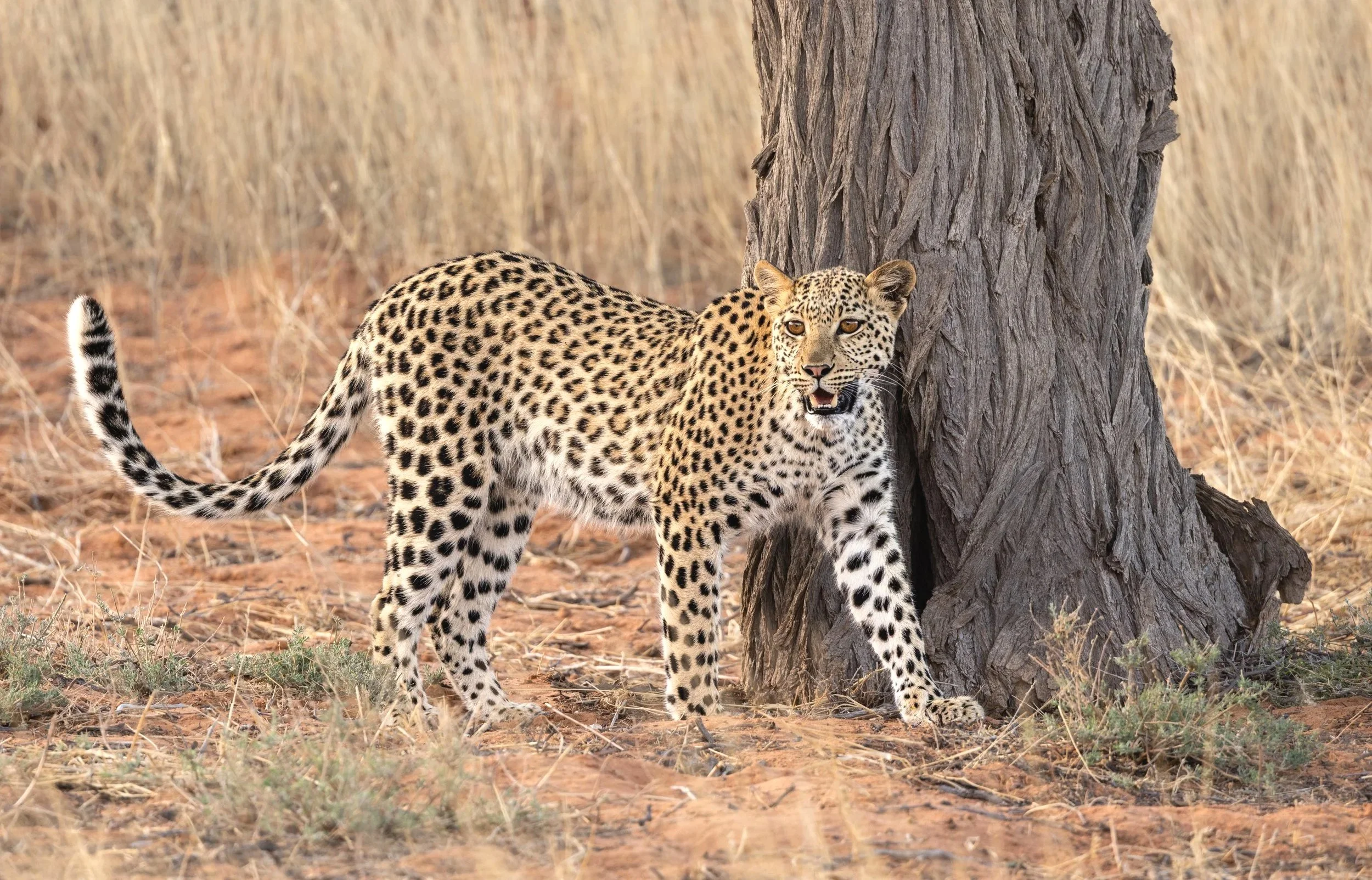 Female Leopard - Kgalagadi Transfrontier Park