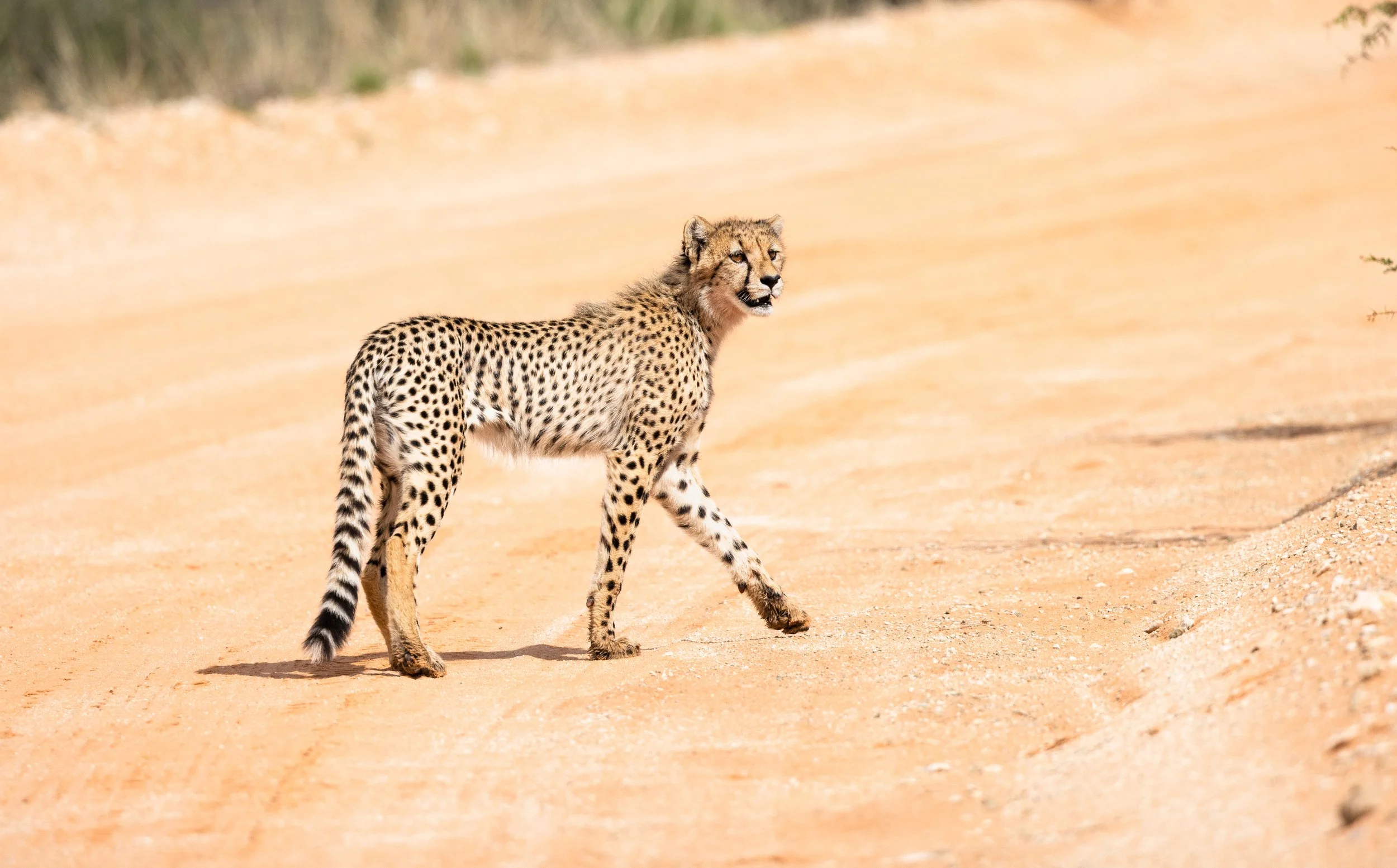 Cheetah on lower dune road - Kgalagadi Transfrontier Park