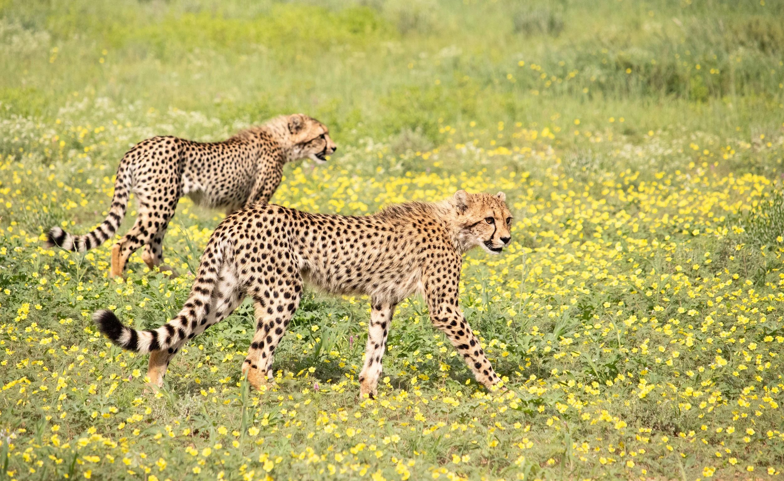 Cheetah cubs amongst yellow devil thorn flowers - Kgalagadi Transfrontier Park