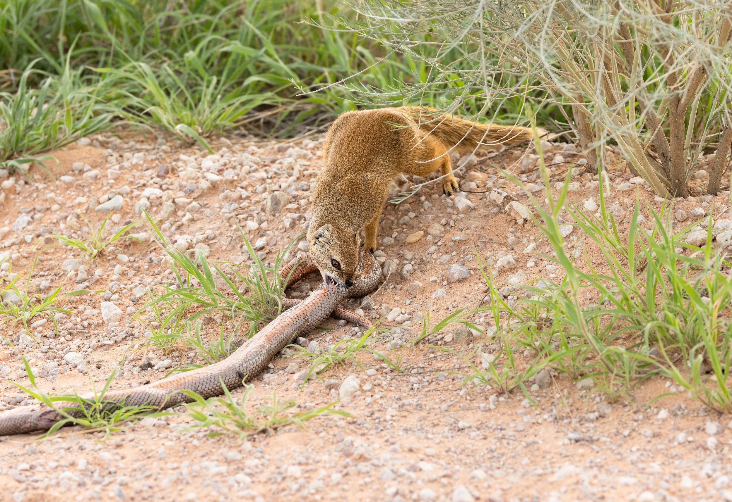 Yellow Mongoose eating a Cape Cobra - Kgalagadi Transfrontier Park