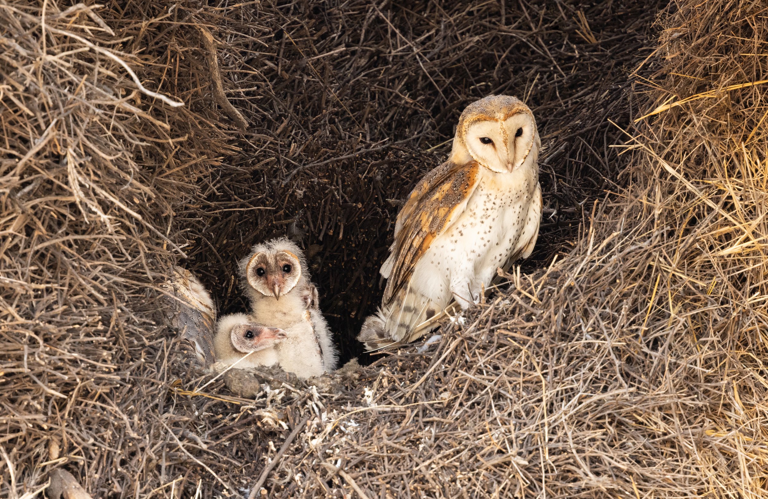 Barn Owl and chicks - Kgalagadi Transfrontier Park