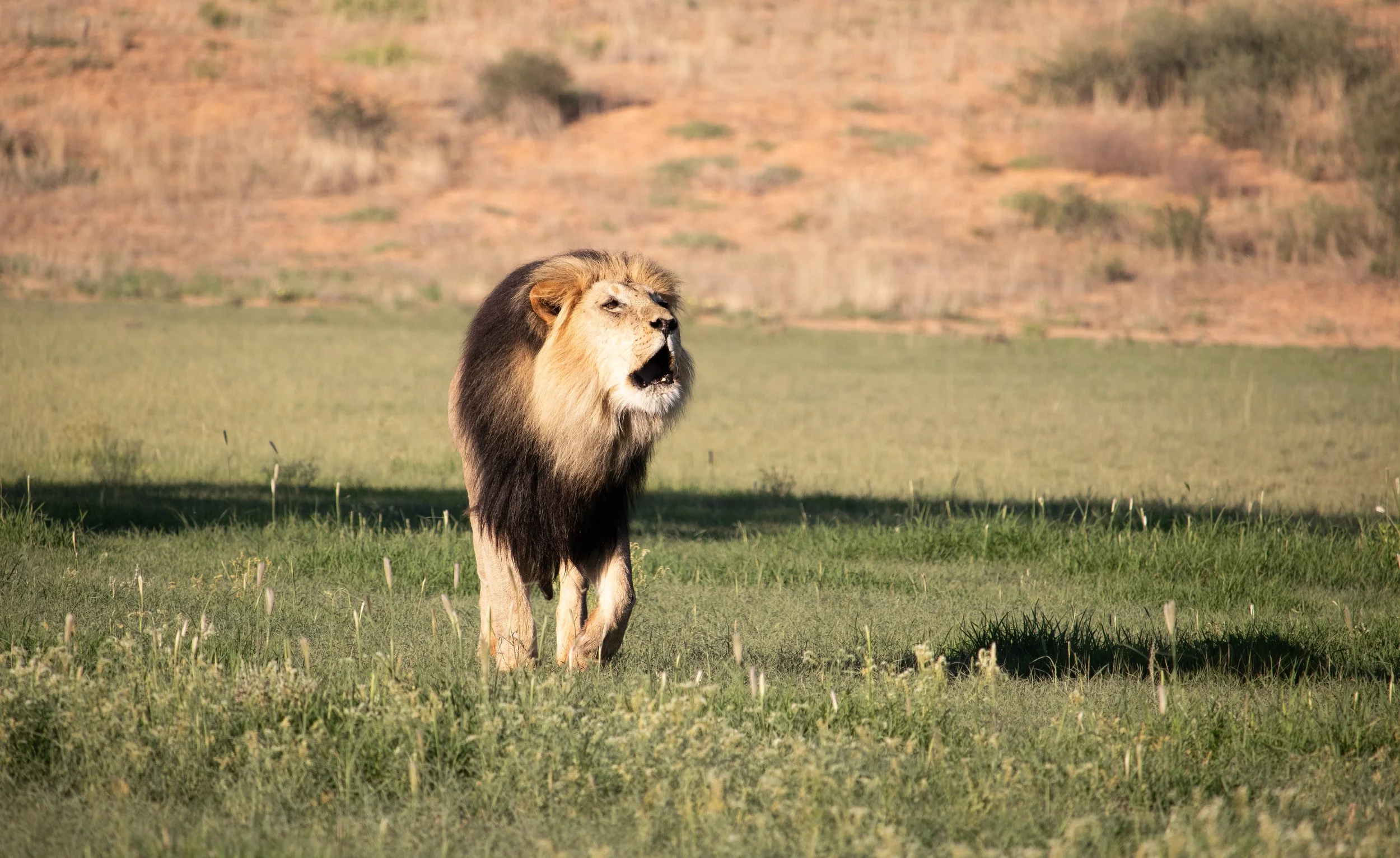 Male Lion (Magnifico) in Full Roar - Kgalagadi Transfrontier Park