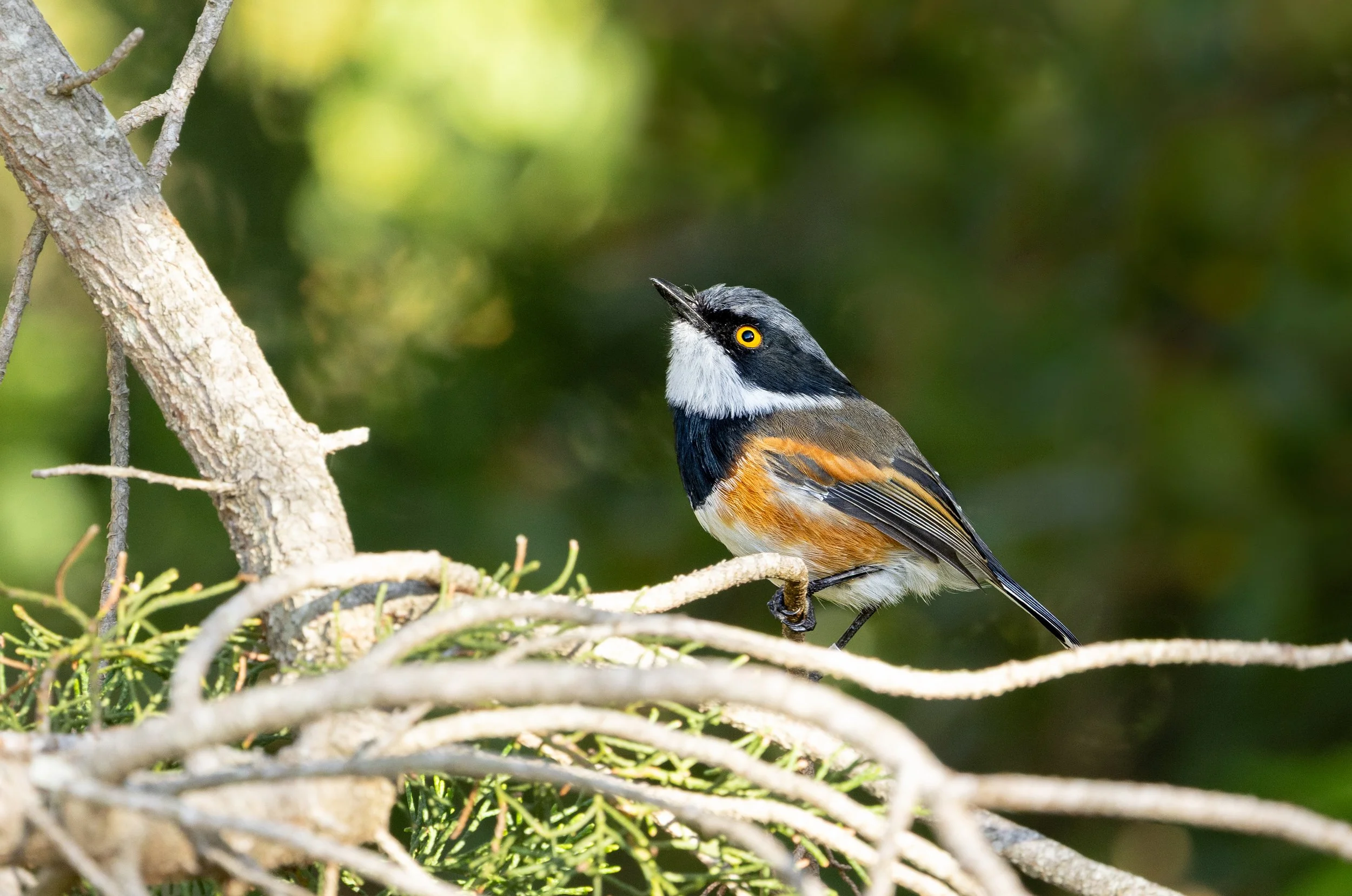 Cape Batis - Fernkloof Nature Reserve