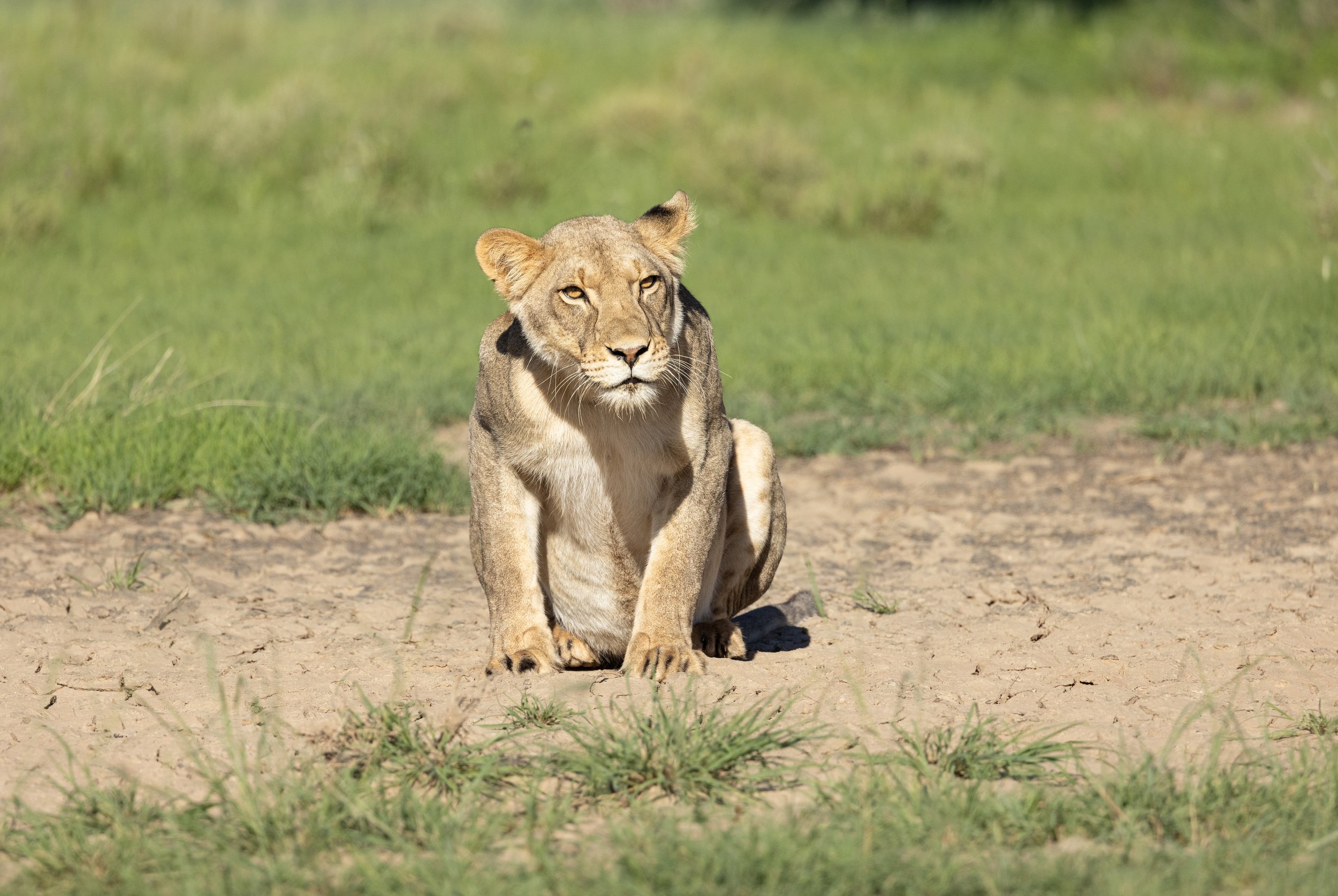 Lion stalking Red Hartebees - Kgalagadi Transfrontier Park