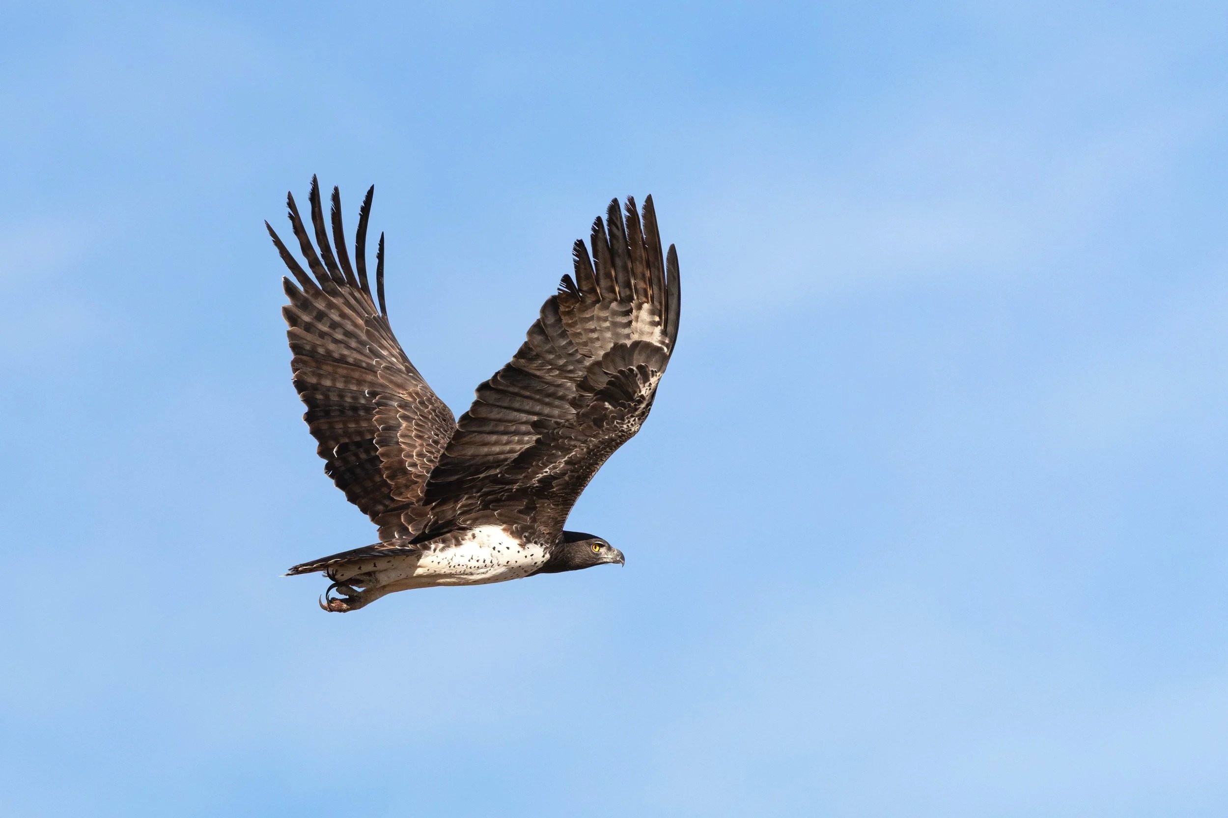Martial Eagle - Kakamas, South Africa