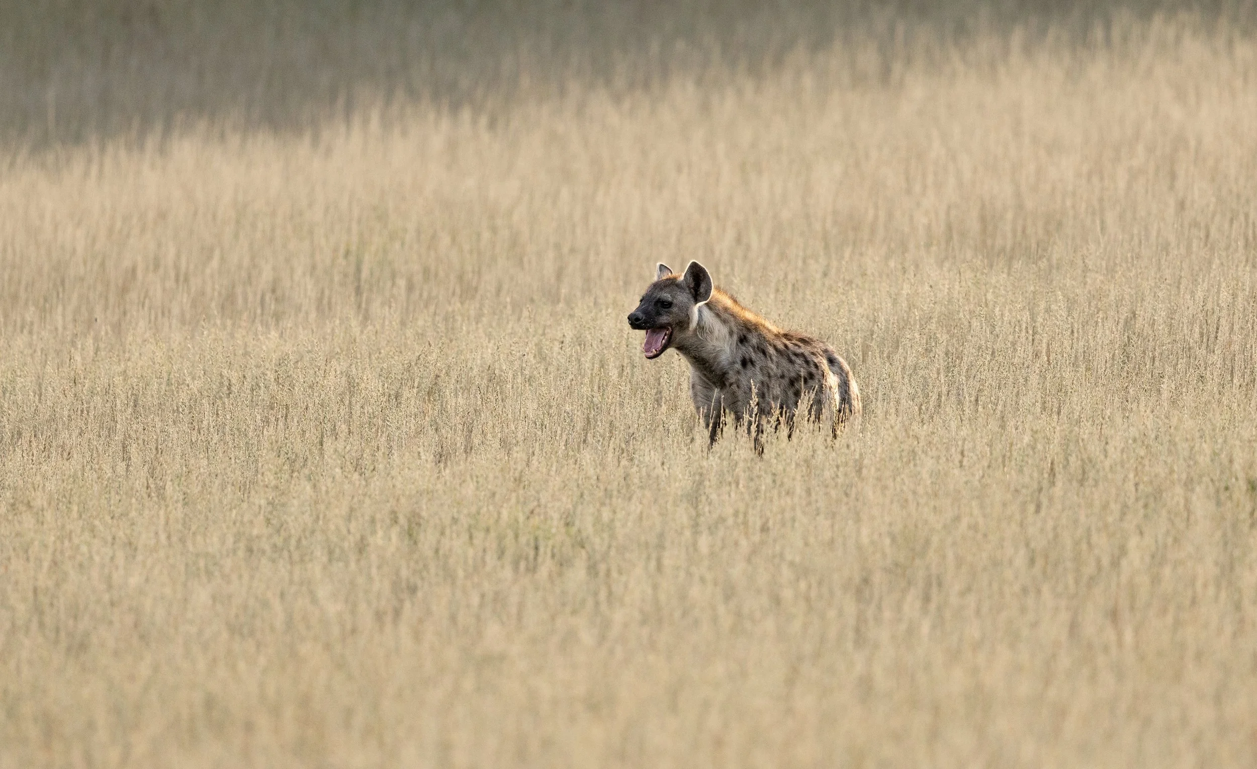 Spotted Hyena - Kgalagadi Transfrontier Park