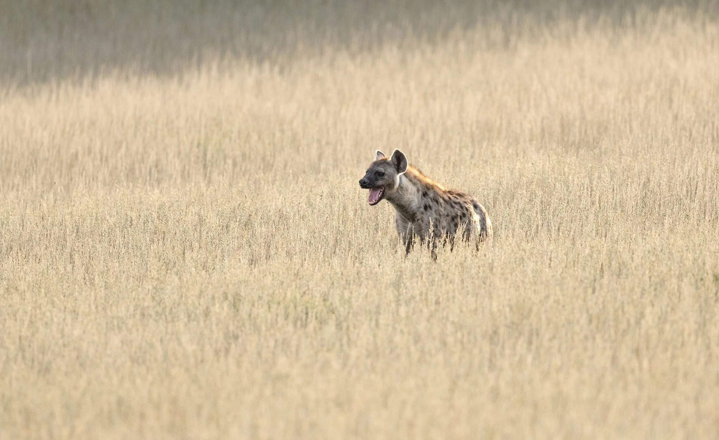 Spotted Hyena - Kgalagadi Transfrontier Park
