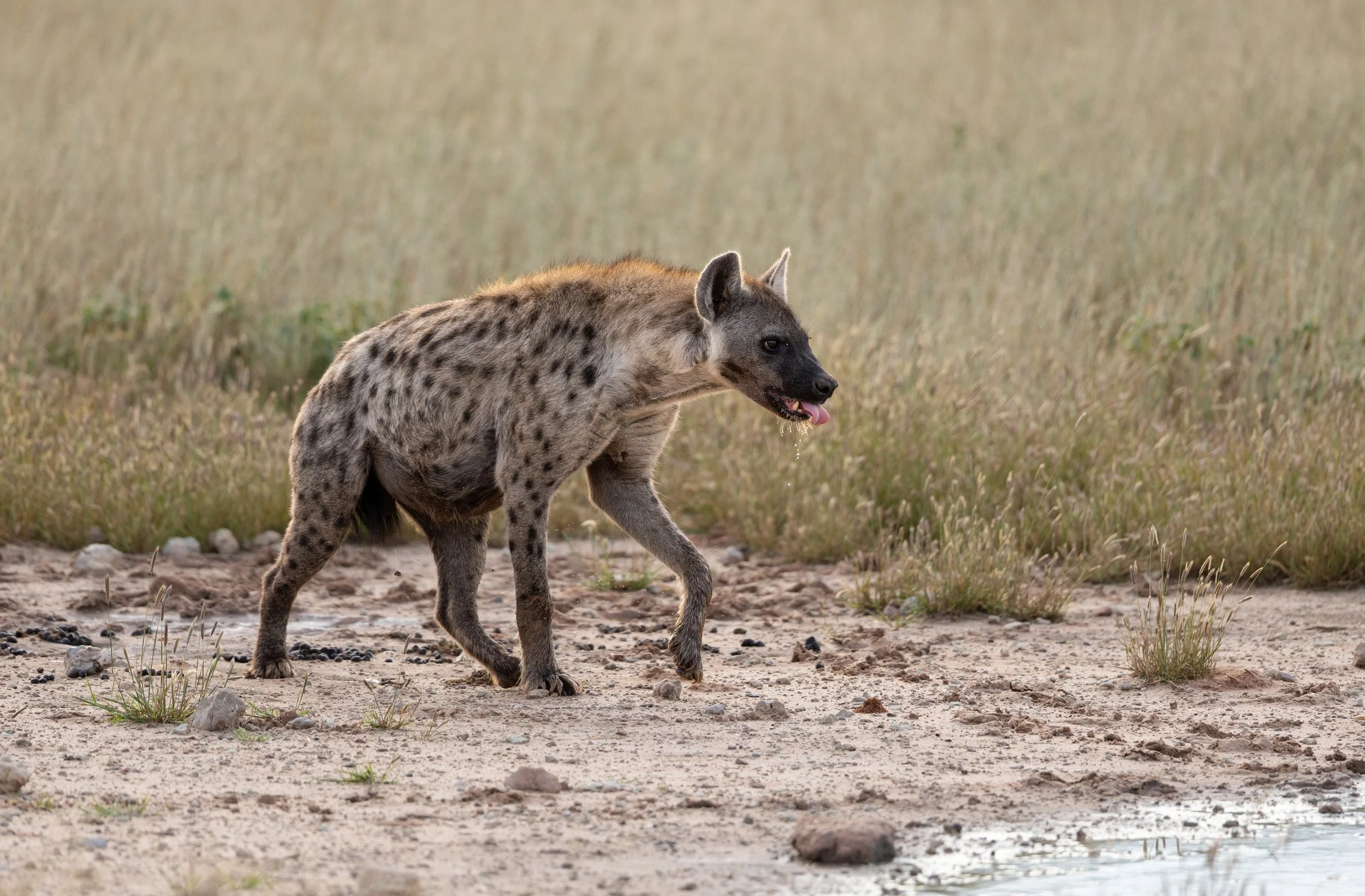 Spotted Hyena after having a drink - Kgalagadi Transfrontier Park