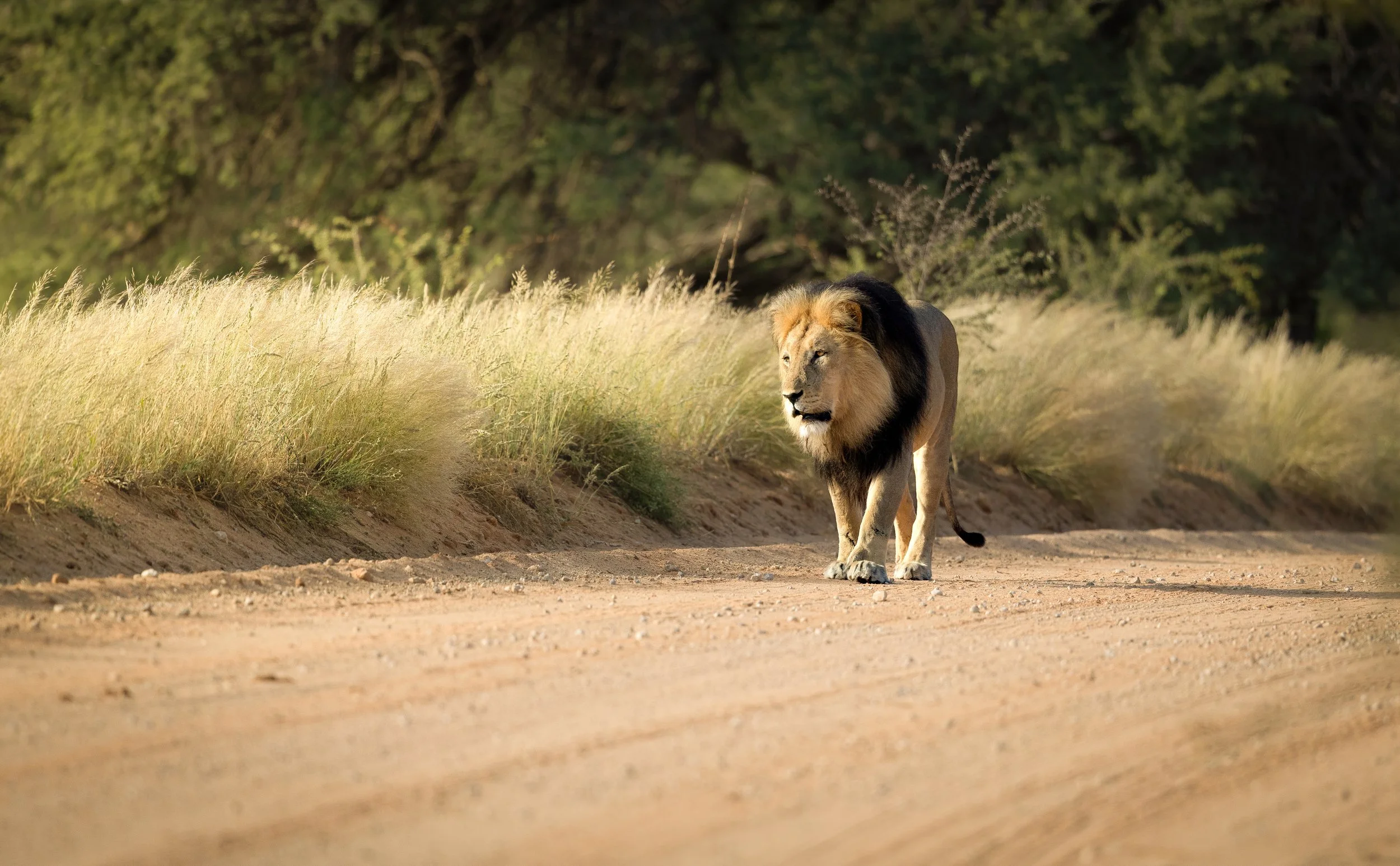 Black-maned Lion - Kgalagadi Transfrontier Park