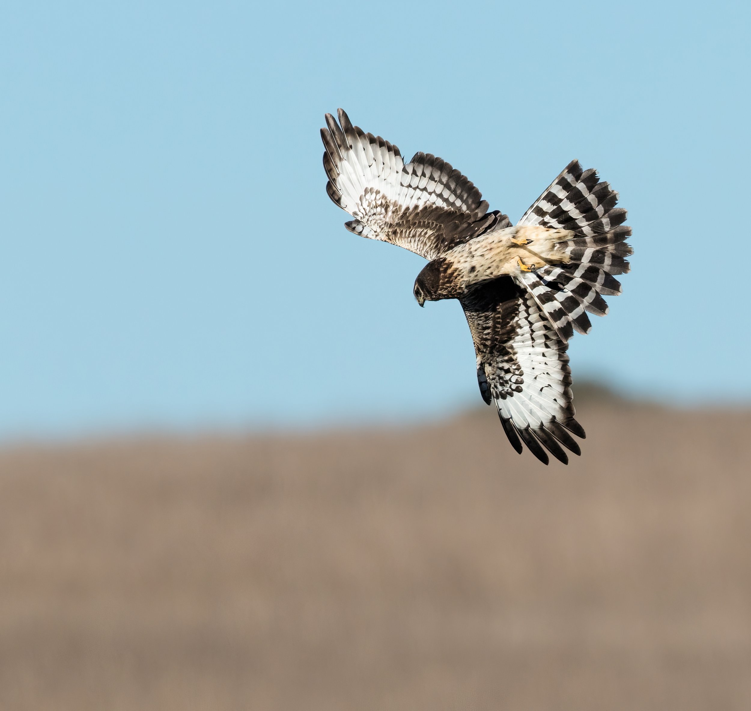 Black Harrier Hunting - Elands Bay, Western Cape