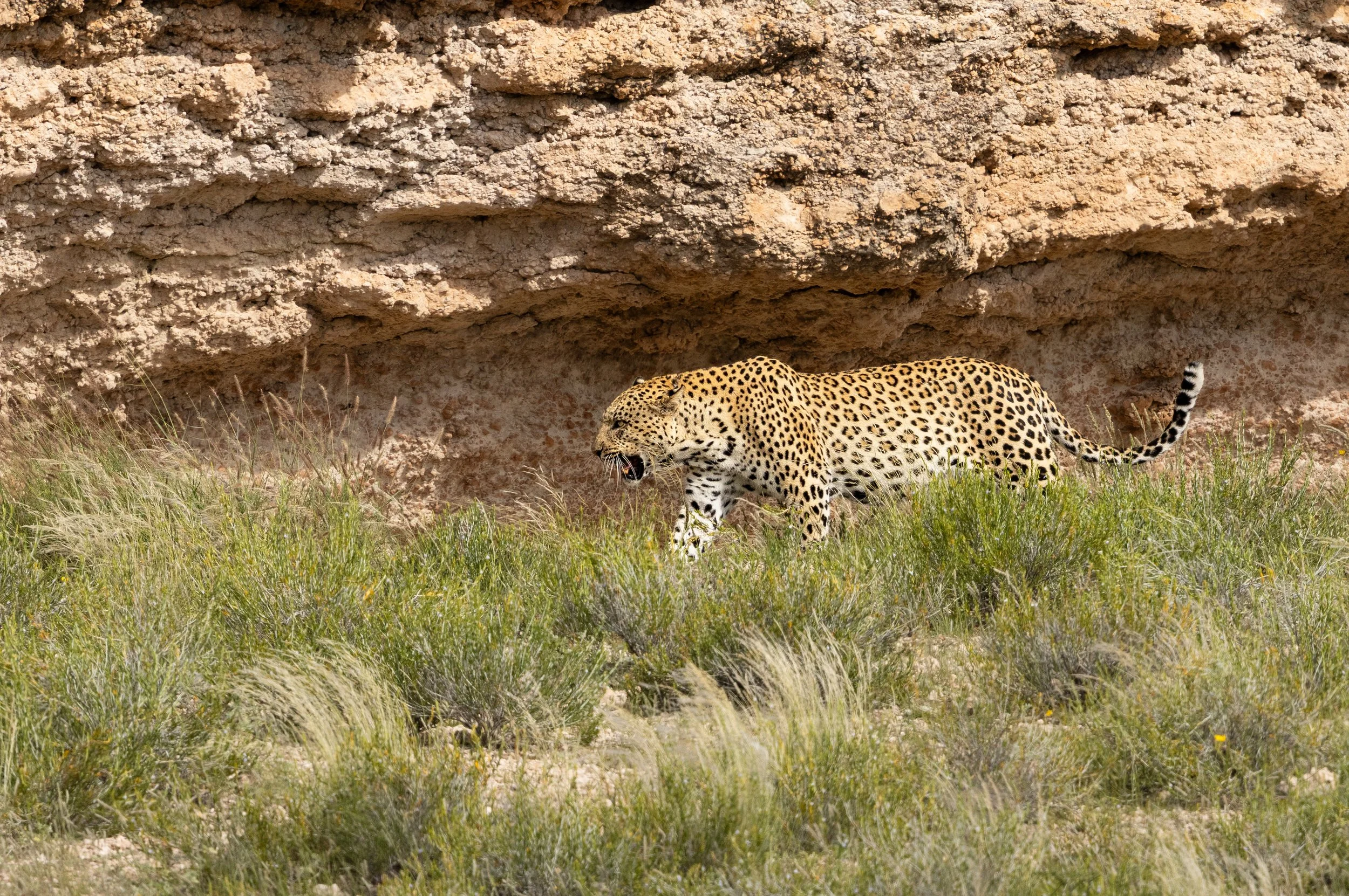 Male Leopard (Botshelo) - Auob Riverbed, Kgalagadi Transfrontier Park