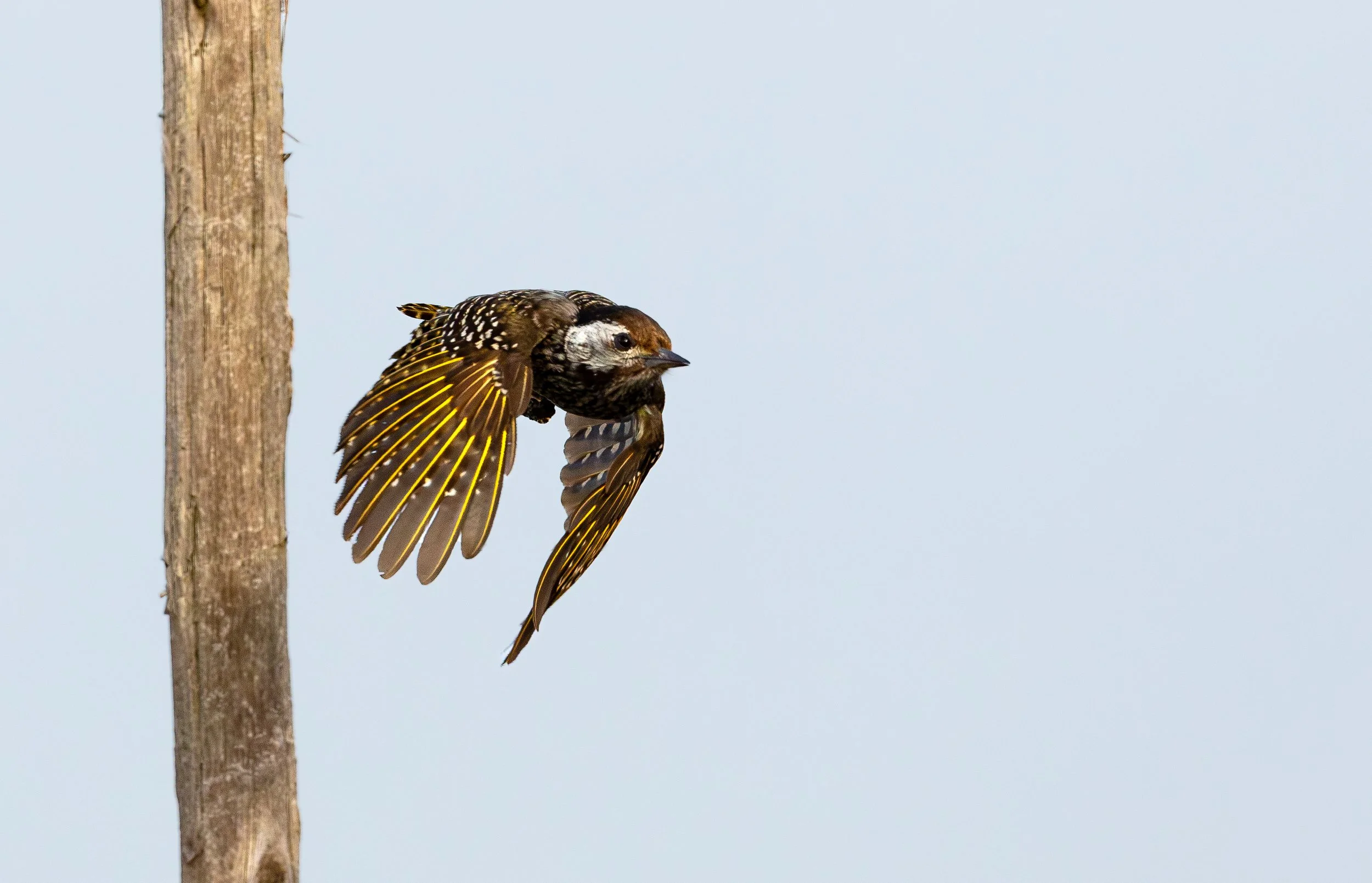 Female Cardinal Woodpecker taking flight - Thali Thali, West Coast