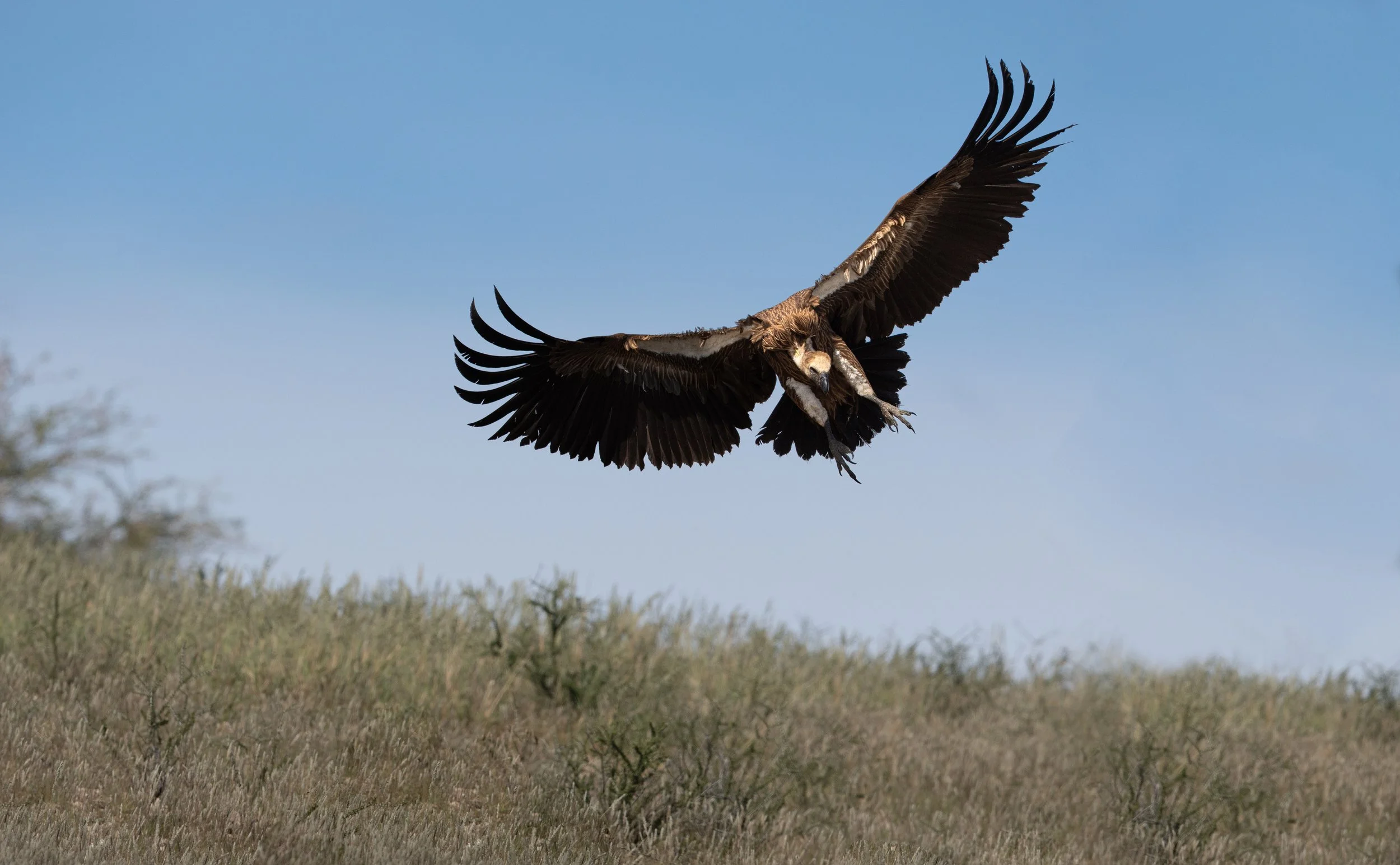 White-backed Vulture - Kgalagadi Transfrontier Park