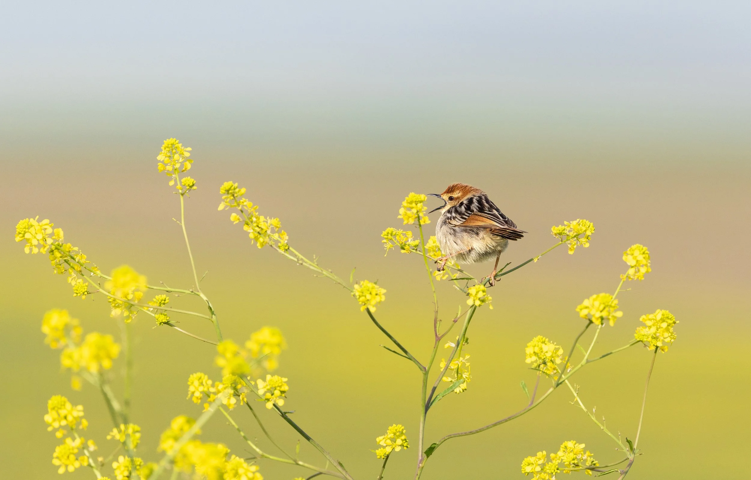 Cape Grassbird & Canola - Overberg Region, Western Cape