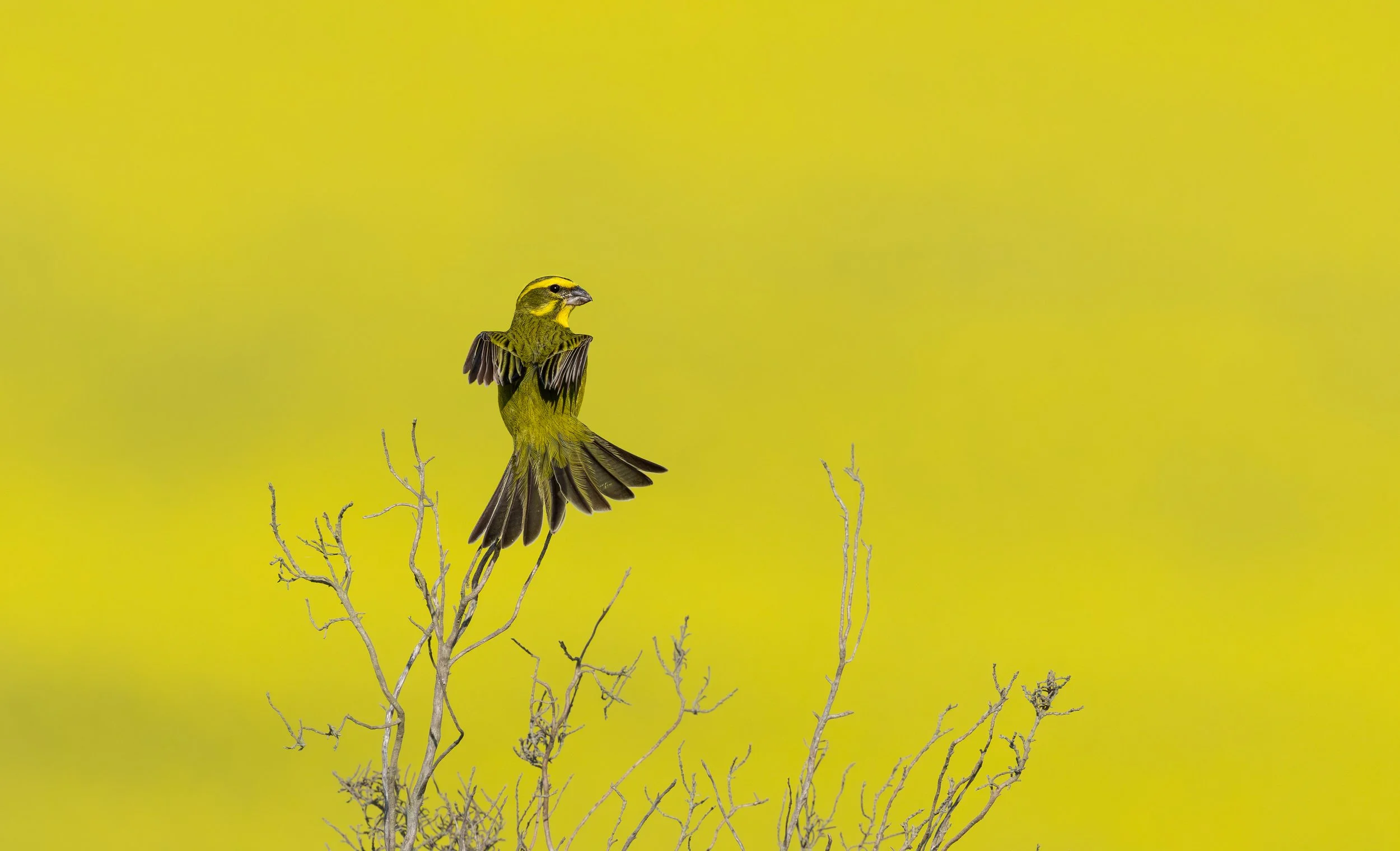 Brimstone Canary with canola as a backdrop - Overberg, South Africa