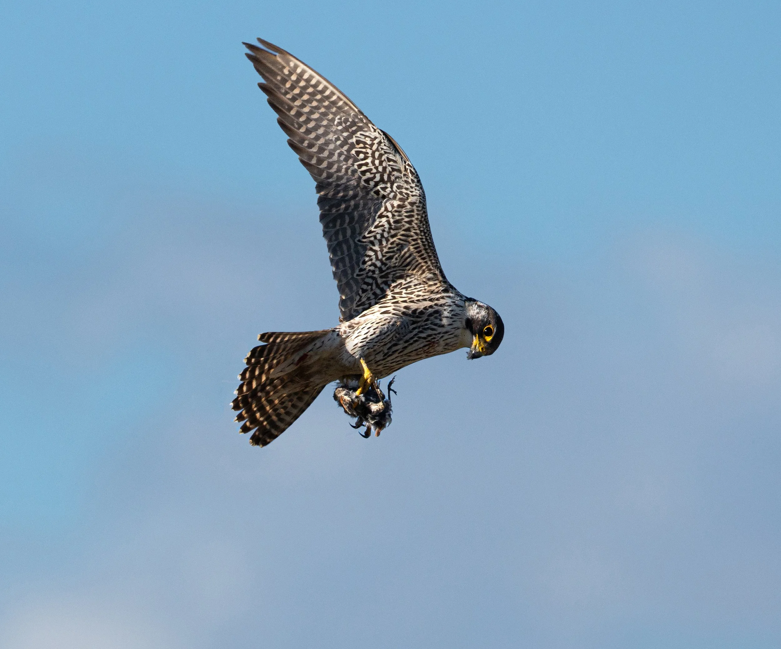 Peregrine Falcon with a bird it caught - Elands Bay, South Africa