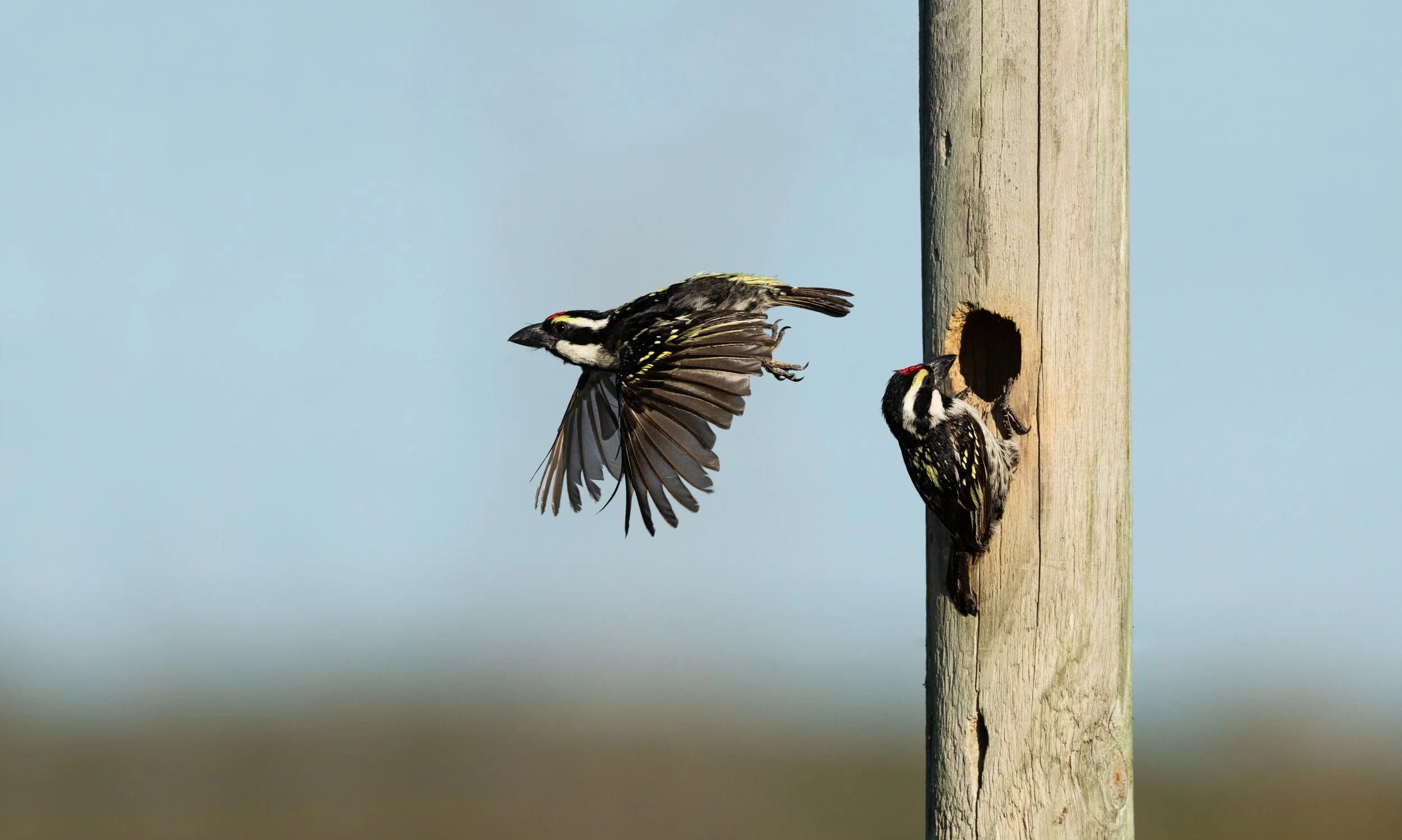 Acacia Pied Barbets - Thali Thali, West Coast, South Africa