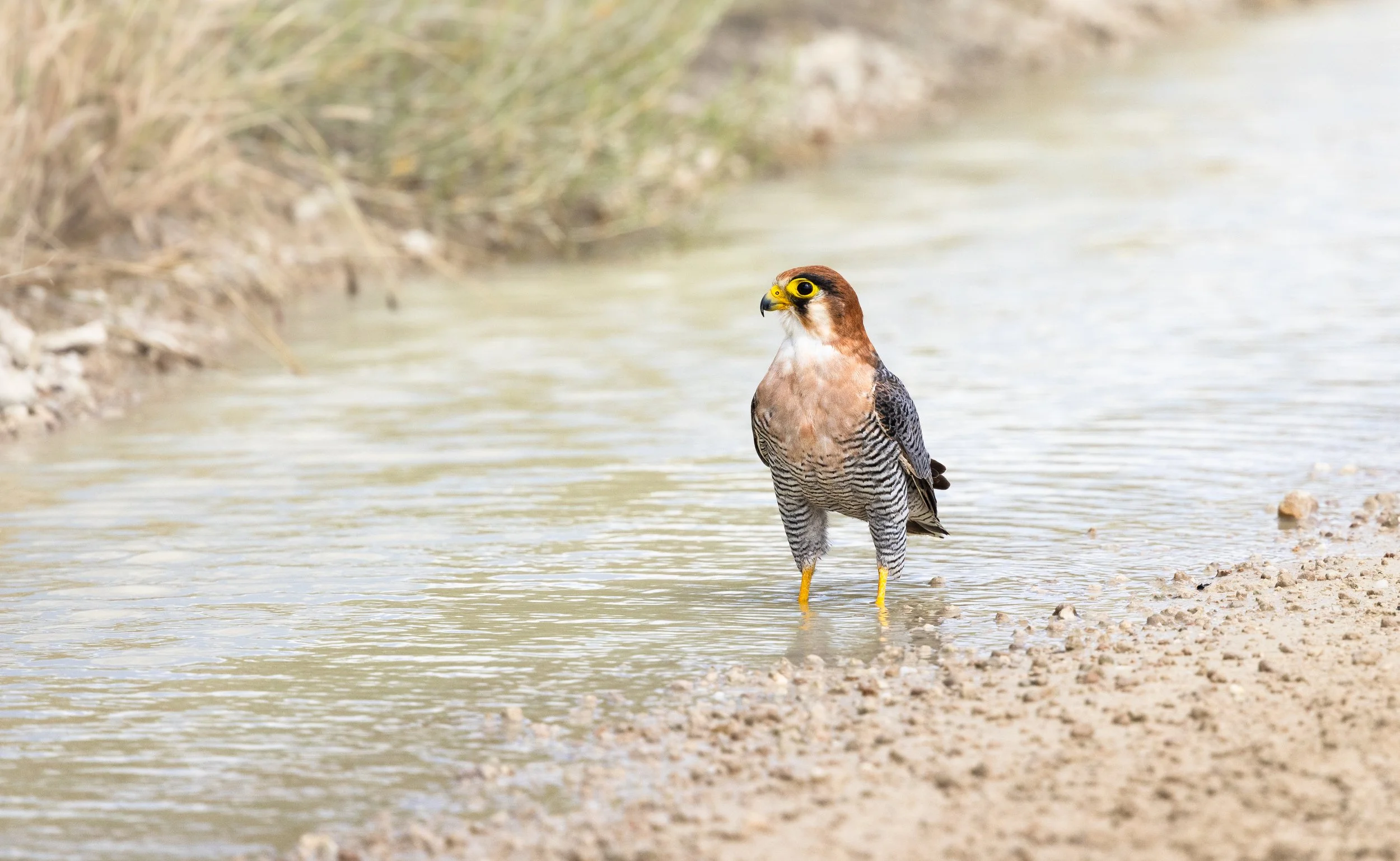Red-necked Falcon - Kgalagadi Transfrontier Park