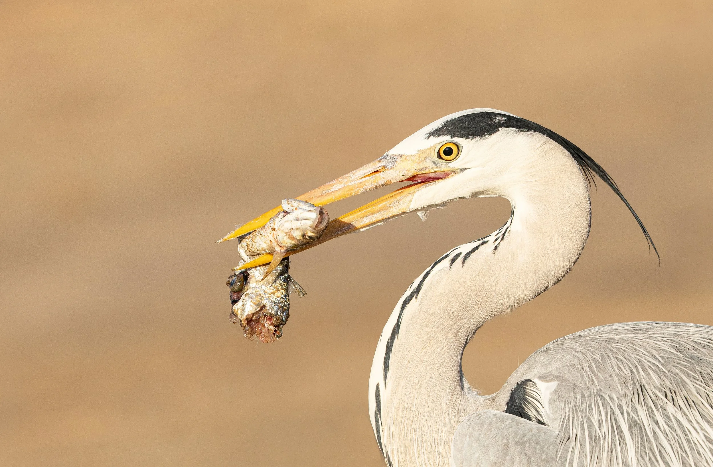 Heron with Fish - Bokkomlaan, Velddrif, South Africa