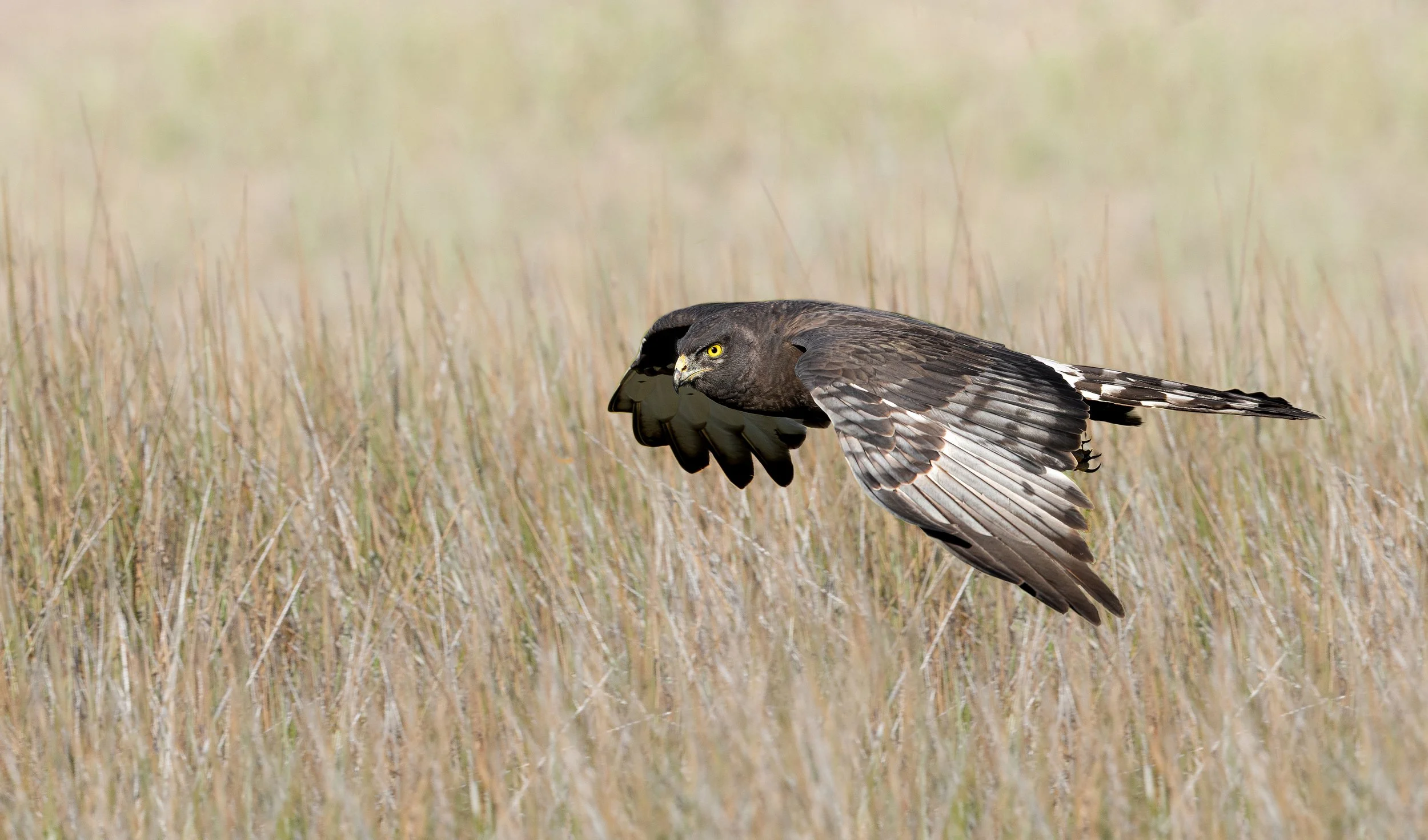 Black Harrier - Elands Bay, Western Cape
