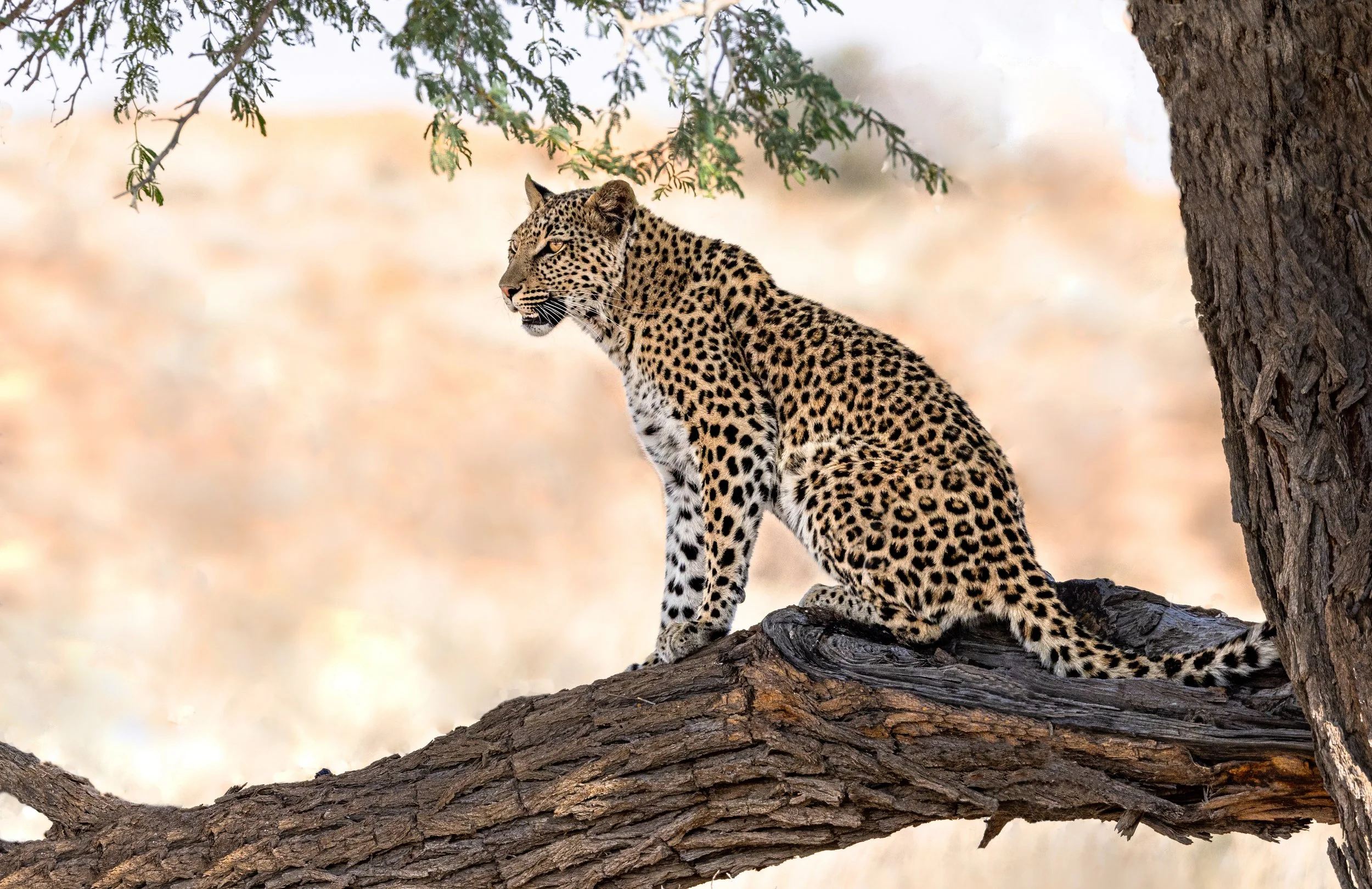 Leopard in Camelthorn Tree