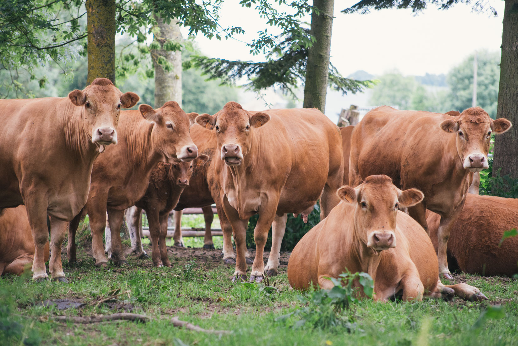 54_Thomphotos_1851.jpg cows.jpg